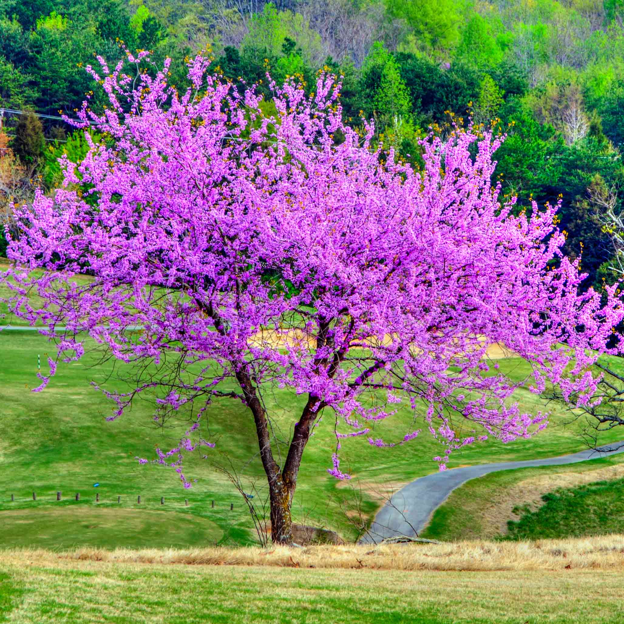 Eastern Redbud eastern-redbud