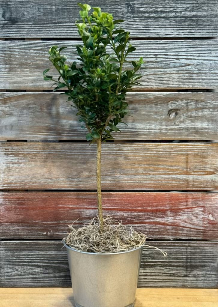 Green Mountain Topiary Boxwood (Table Top)