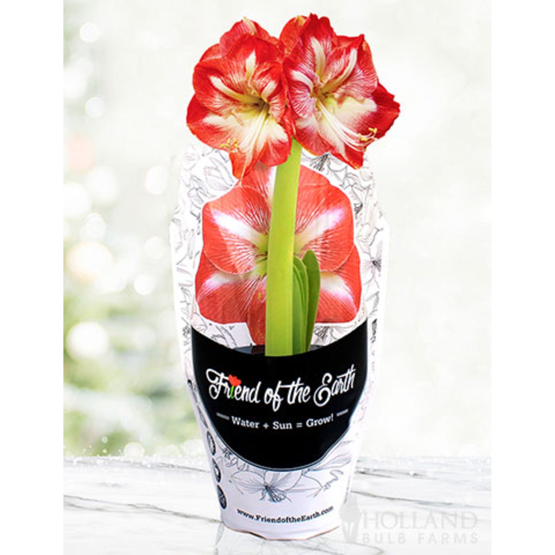 Pre-Potted 'Minerva' Amaryllis