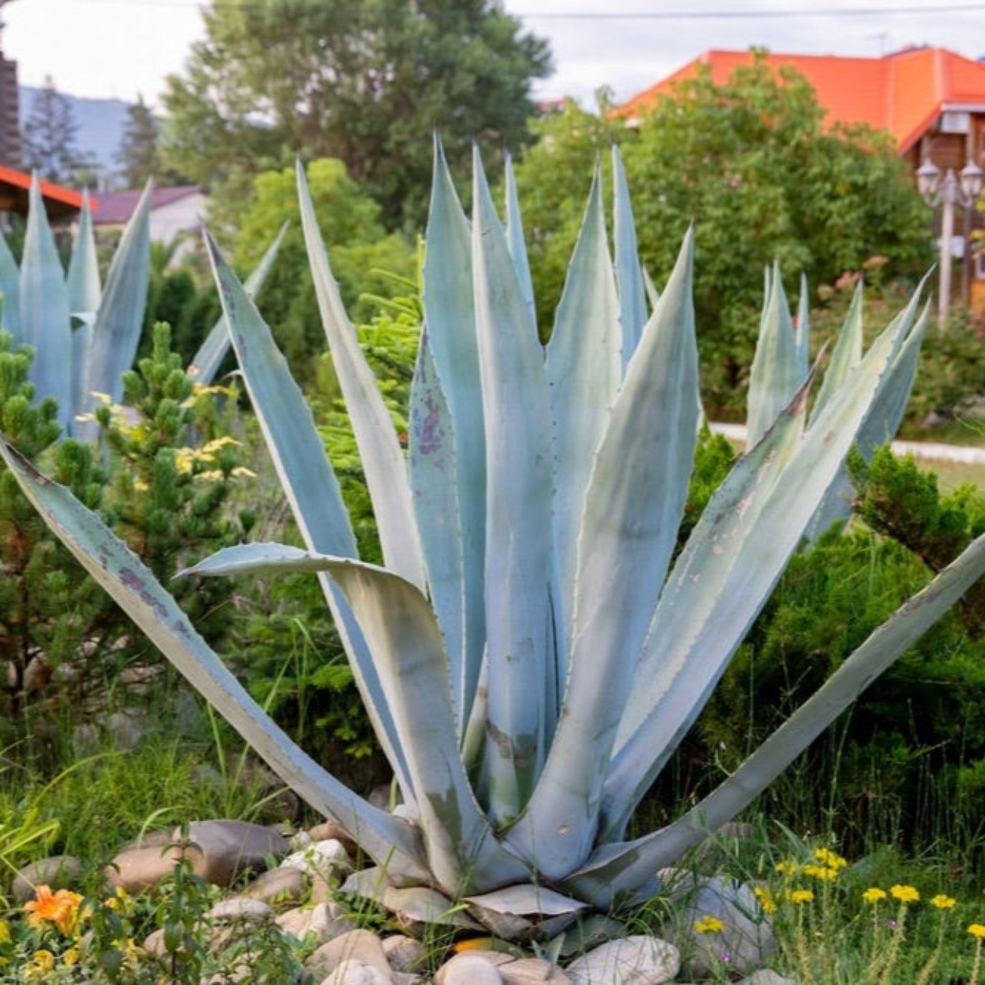 Agave Americana