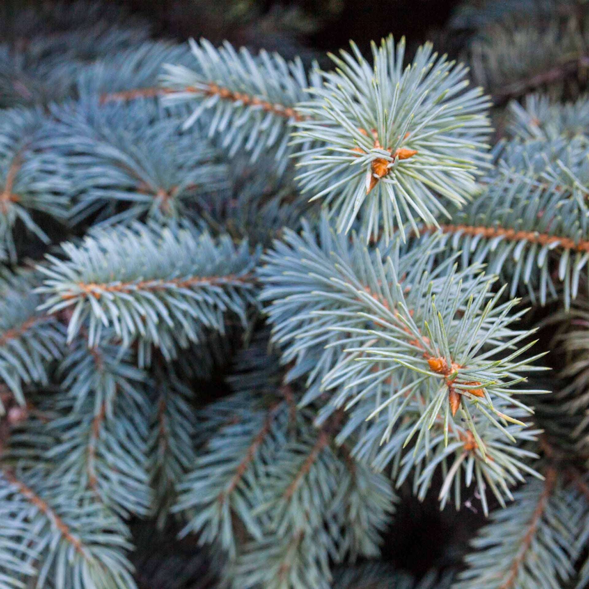 Baby Blue Spruce