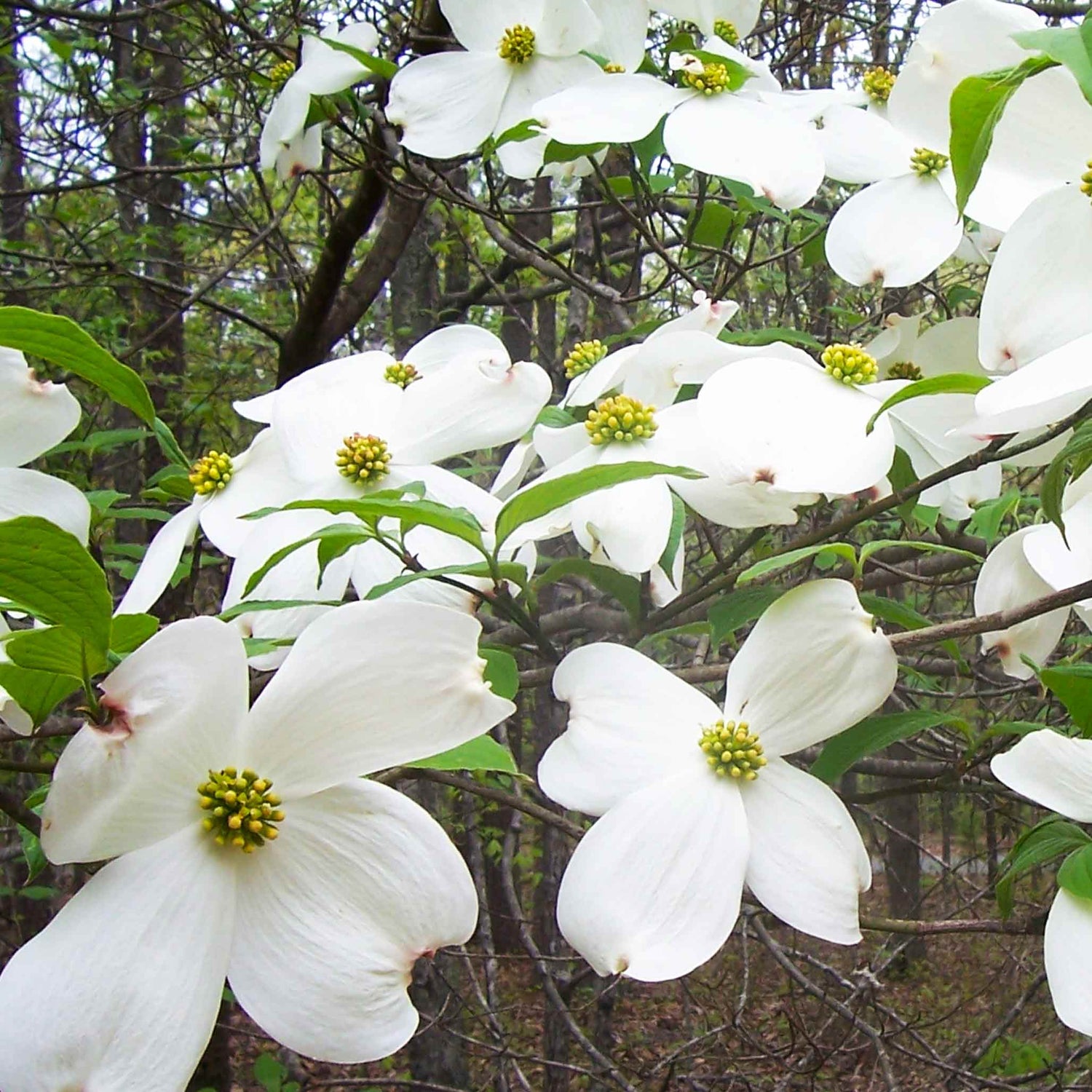 Cherokee Princess® Dogwood Tree