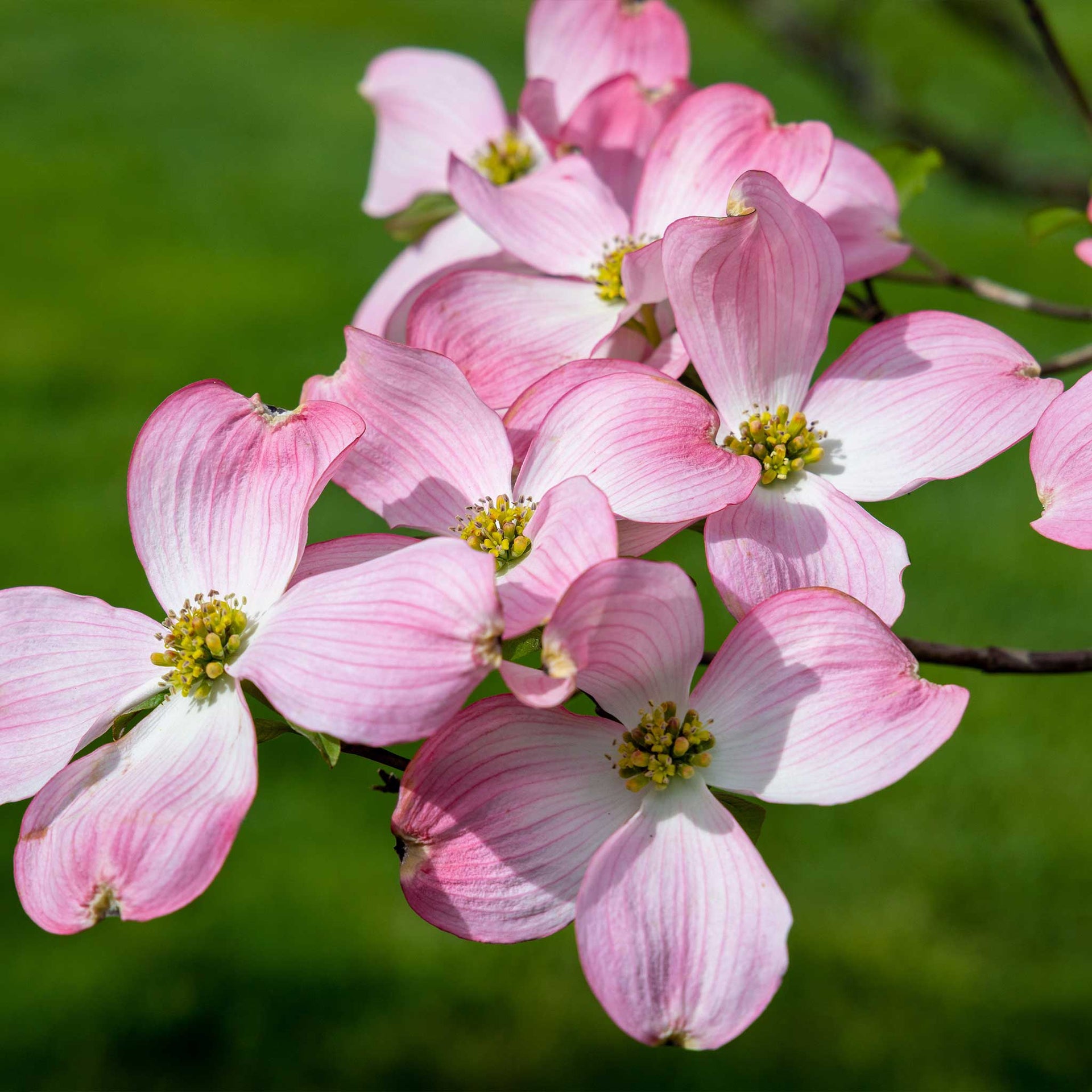 Cherokee Brave Pink Dogwood