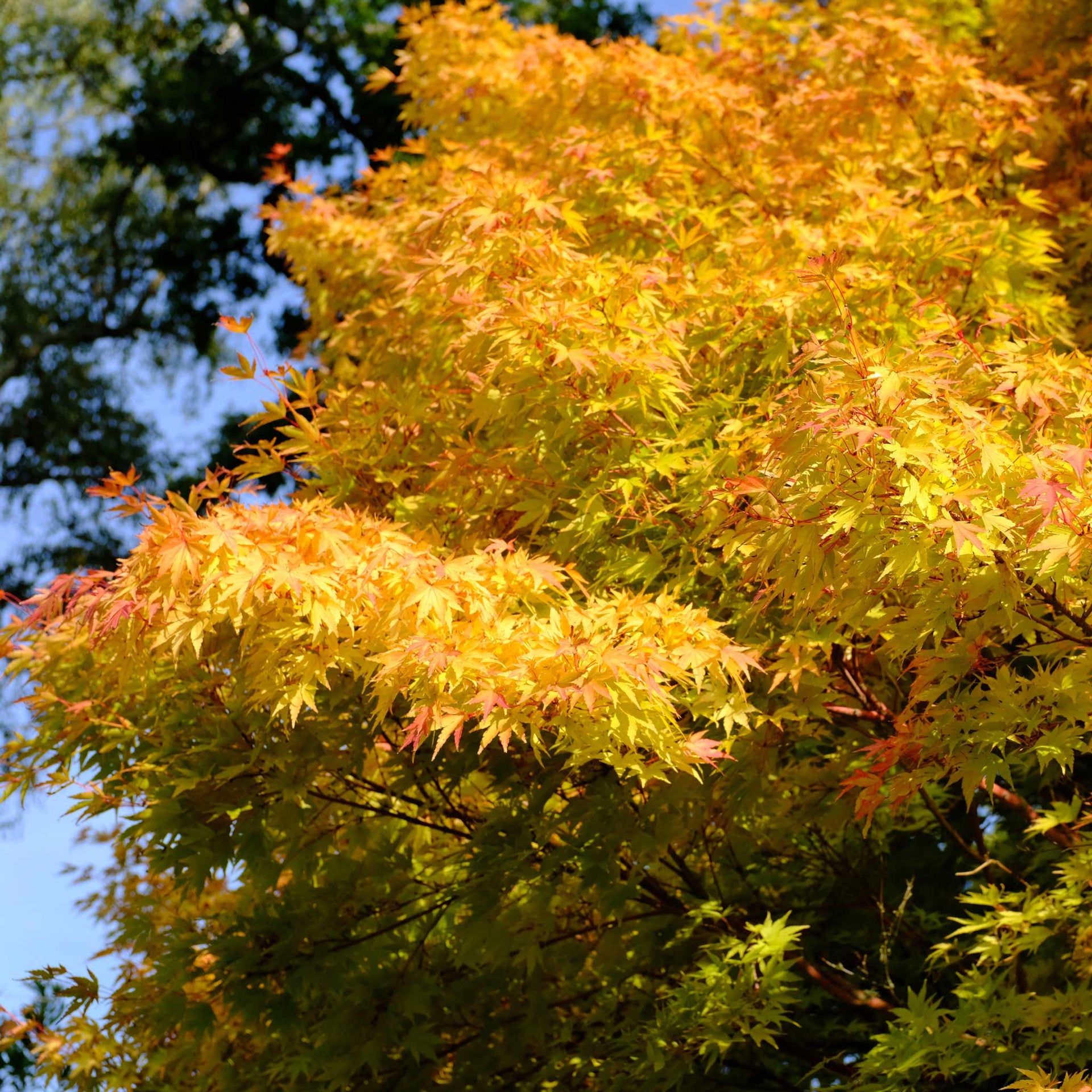 Coral Bark Japanese Maple Tree