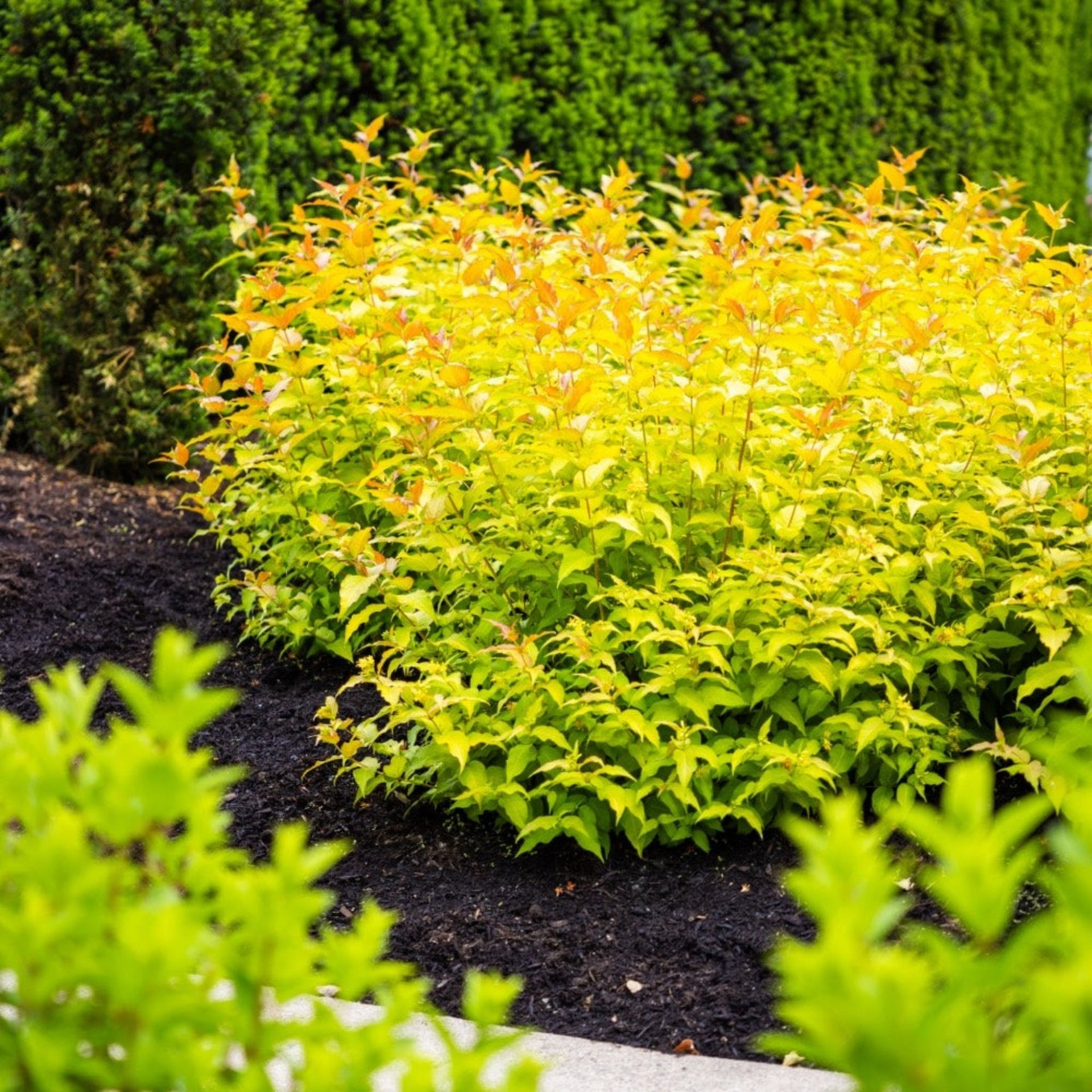 Firefly® Honeysuckle Bush