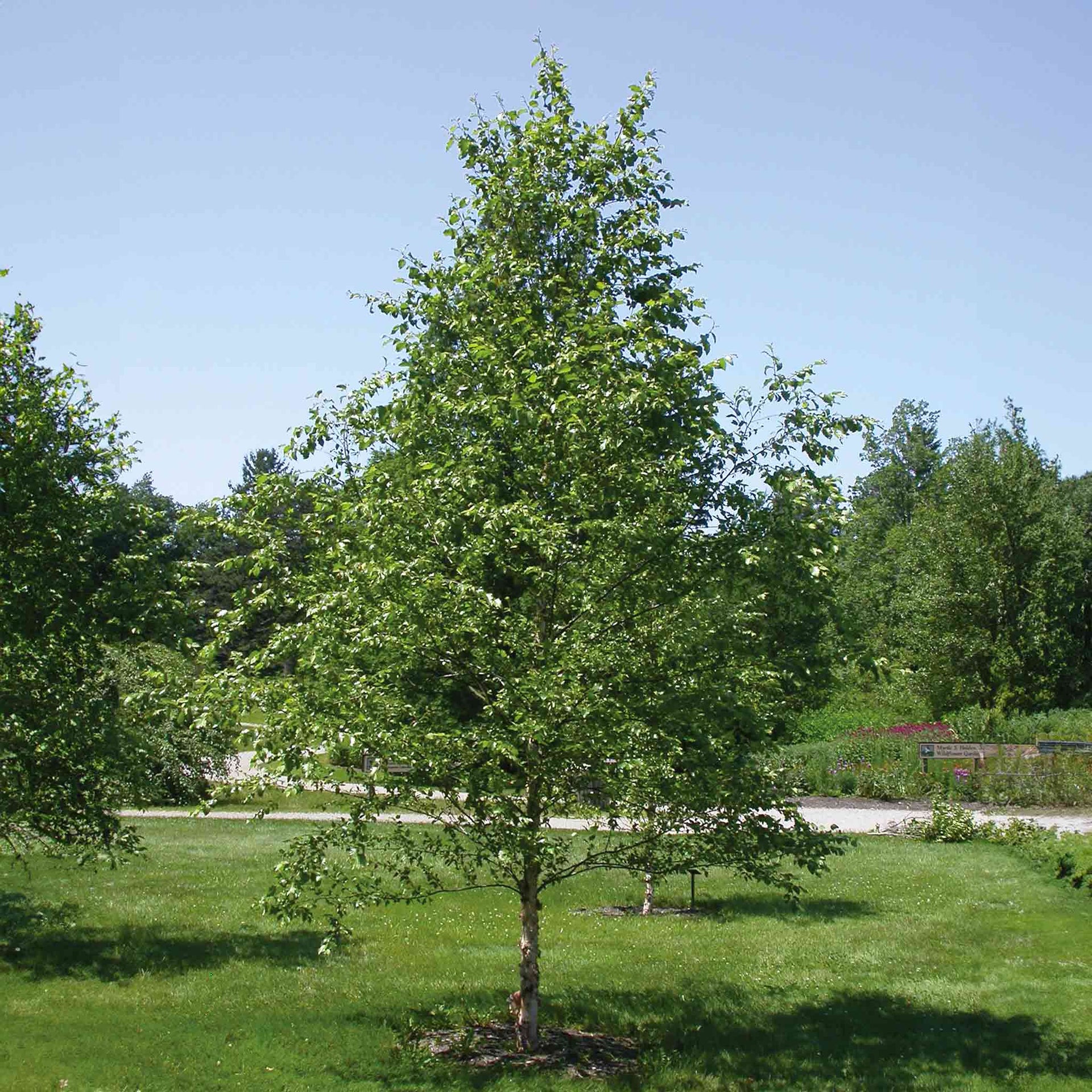 Dura Heat® Birch Tree