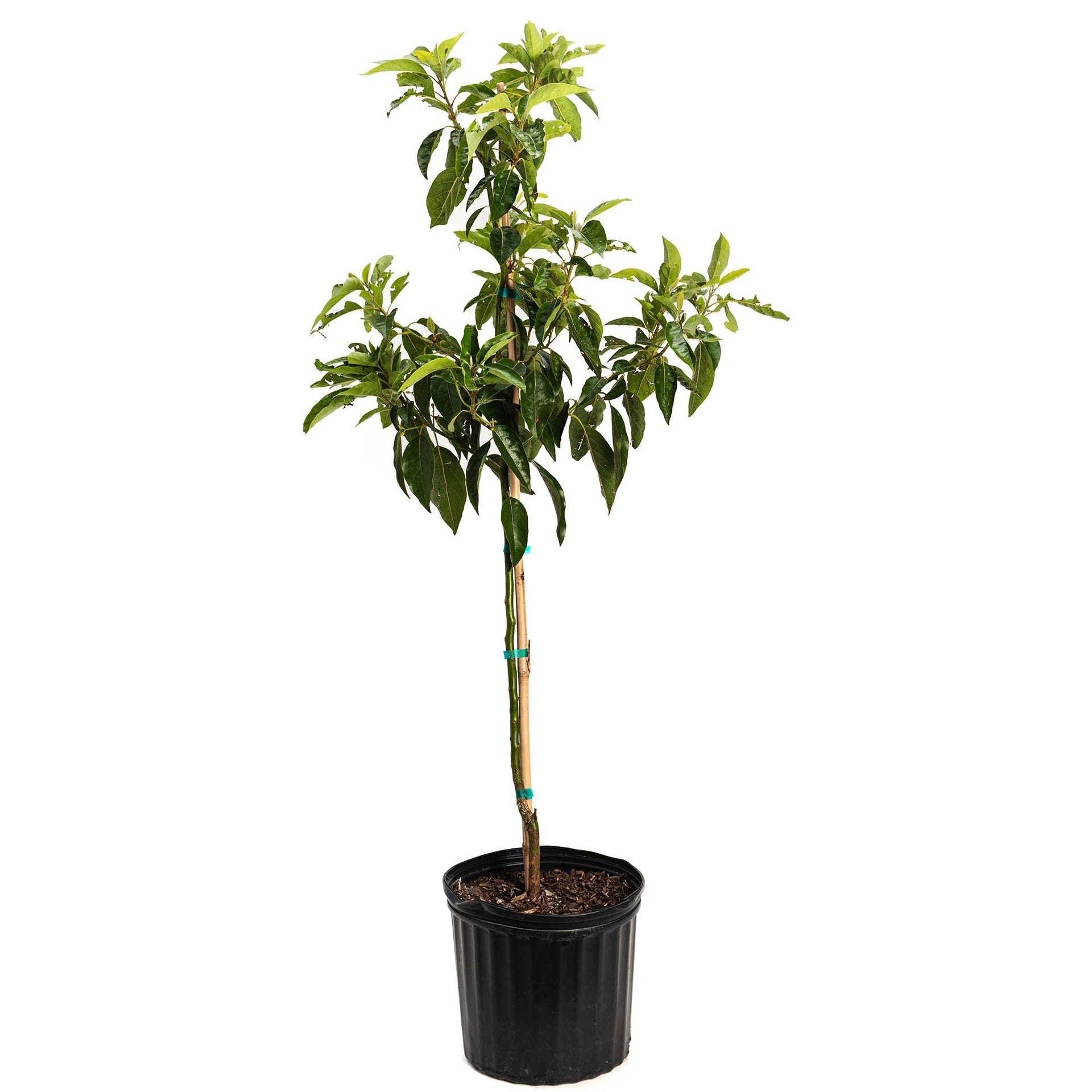 Pancho Cold Hardy Avocado