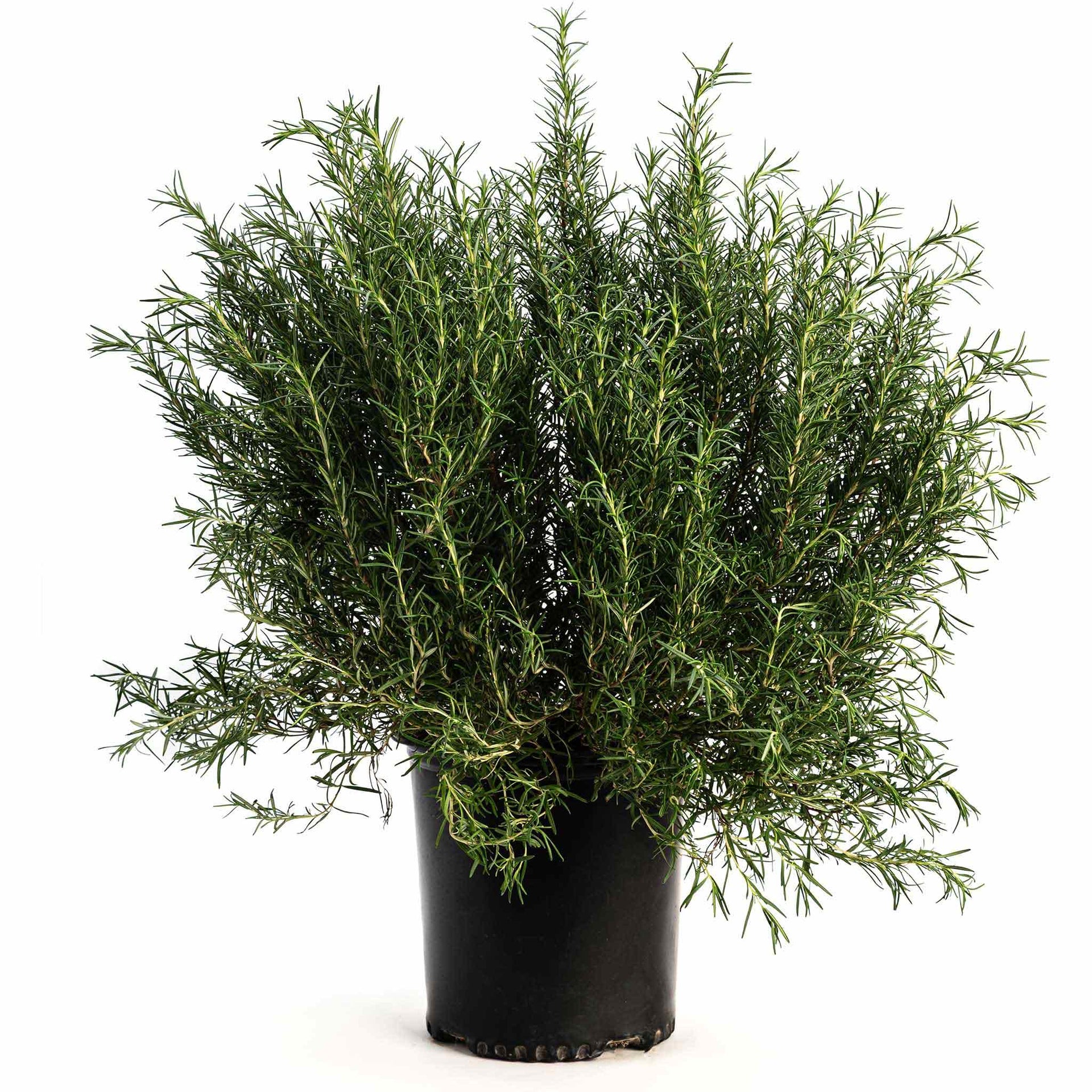 Tuscan Blue Rosemary