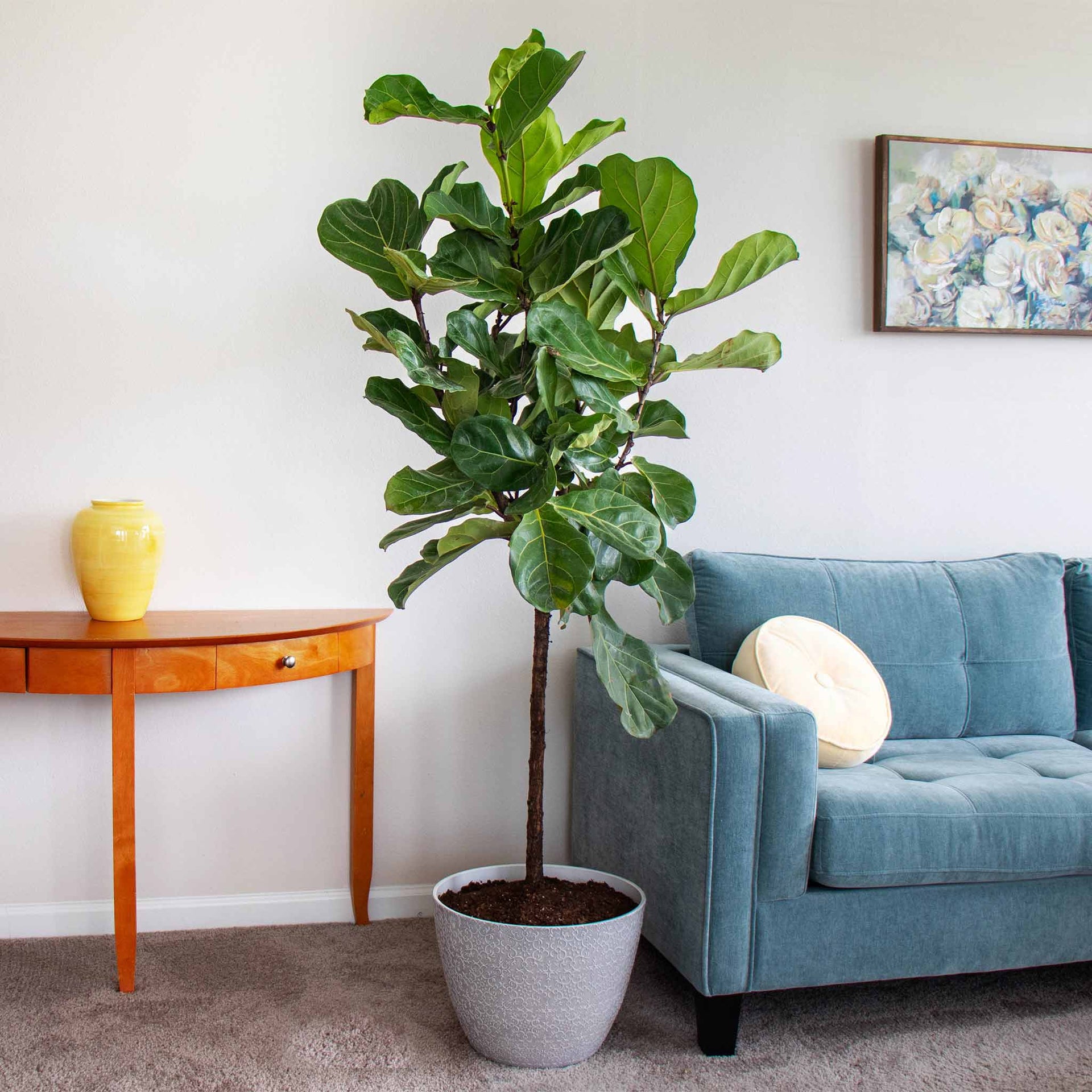 Fiddle-Leaf Fig Tree