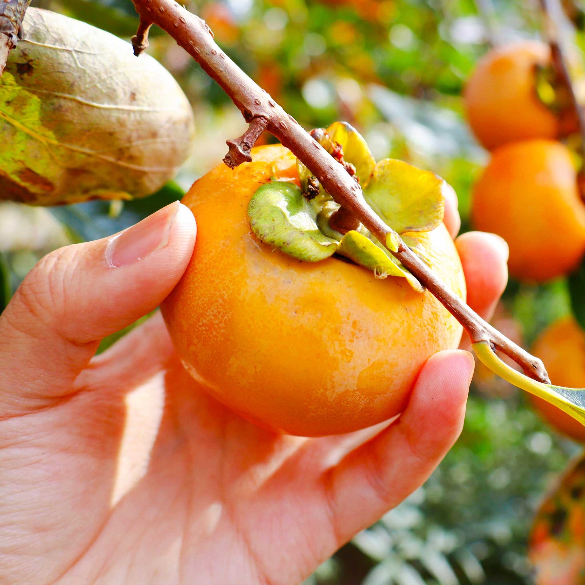 Fuyu Persimmon