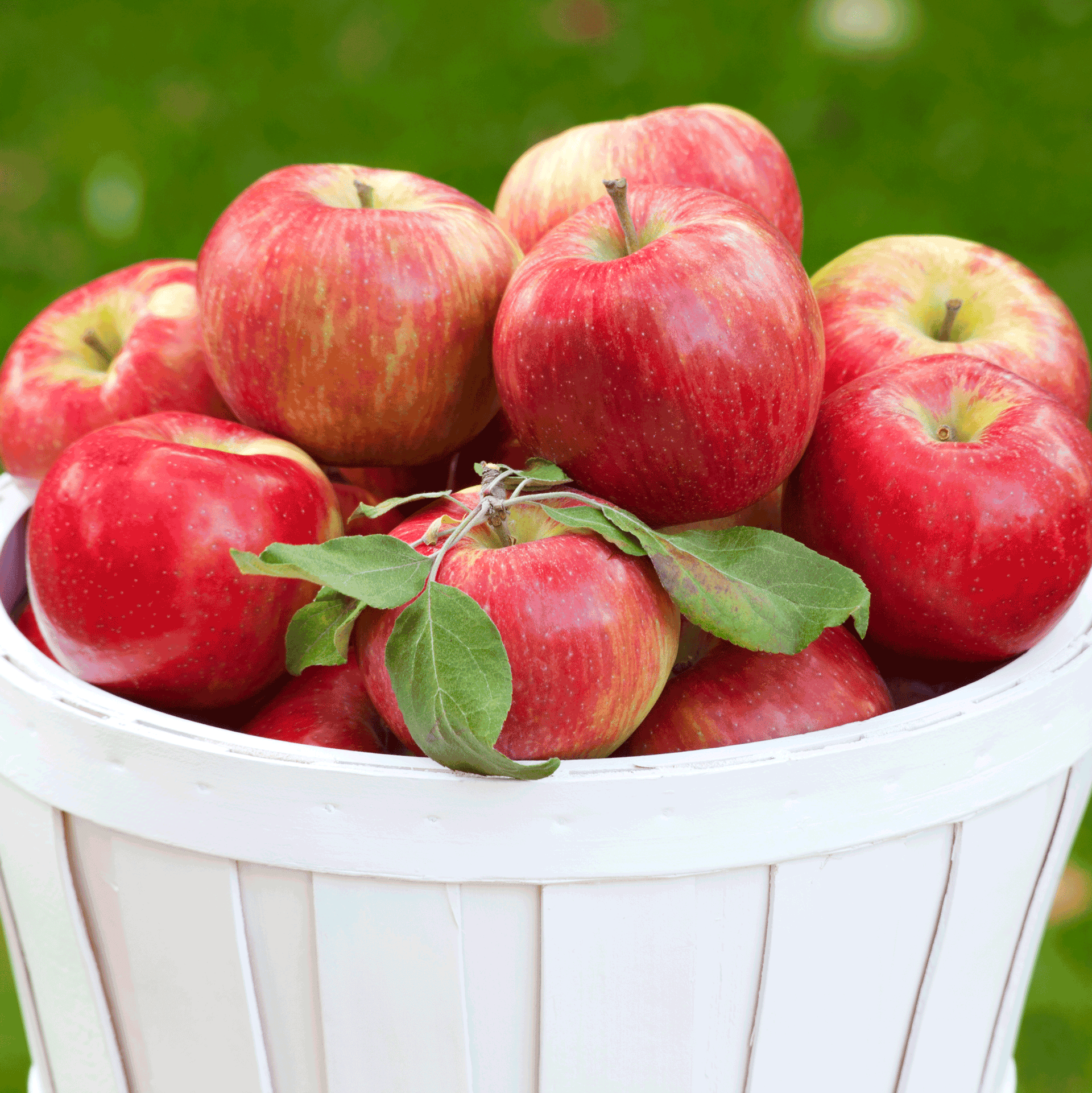 Honeycrisp™ Apple Tree