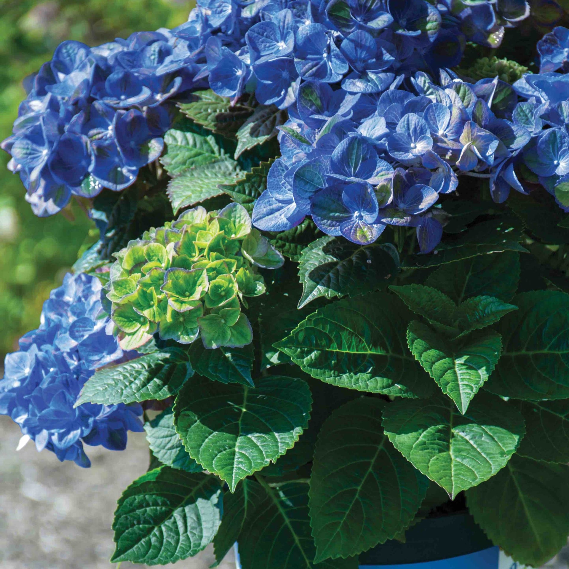 Tilt-a-Swirl® Hydrangea