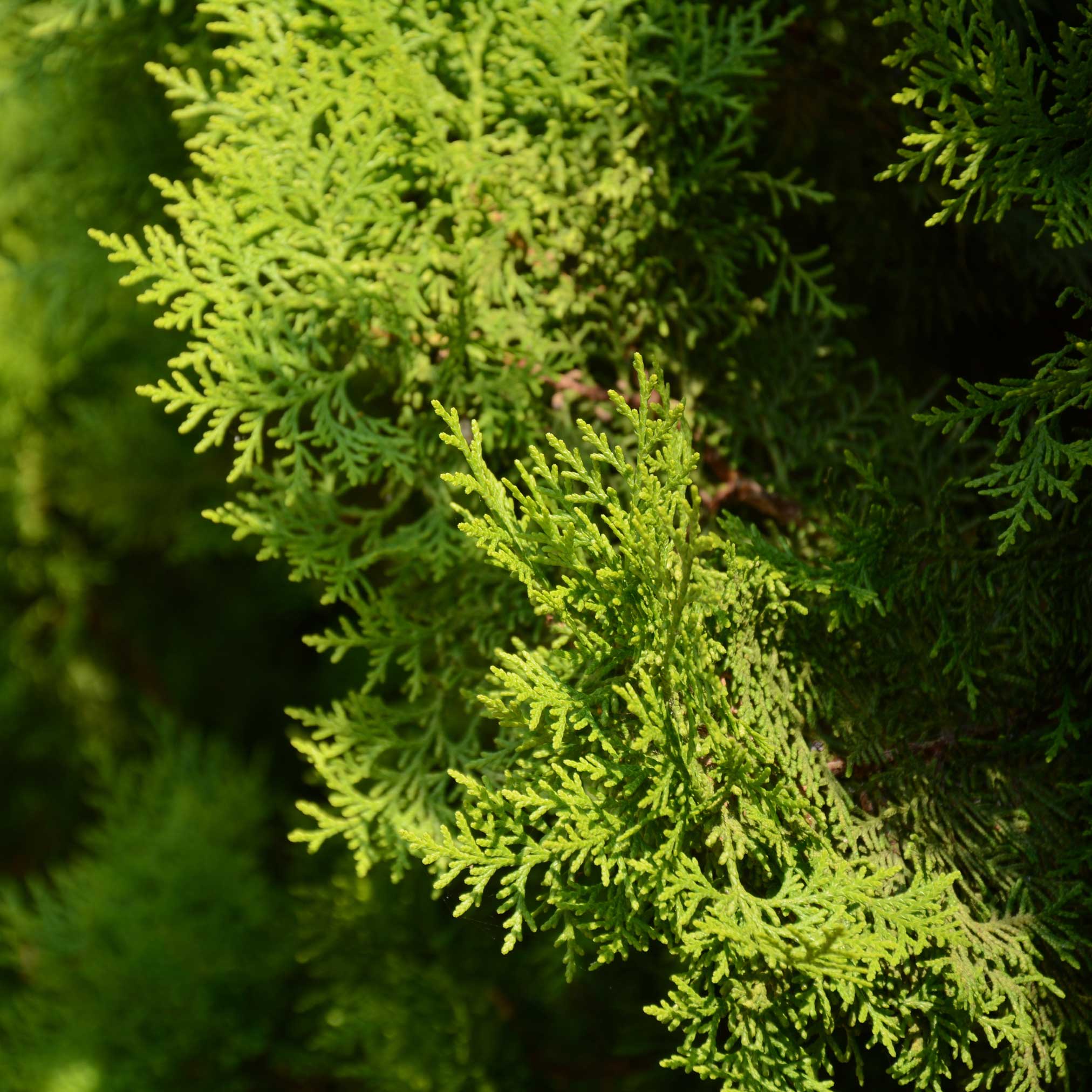 Good 3’ Italian Cypress Tree live plant