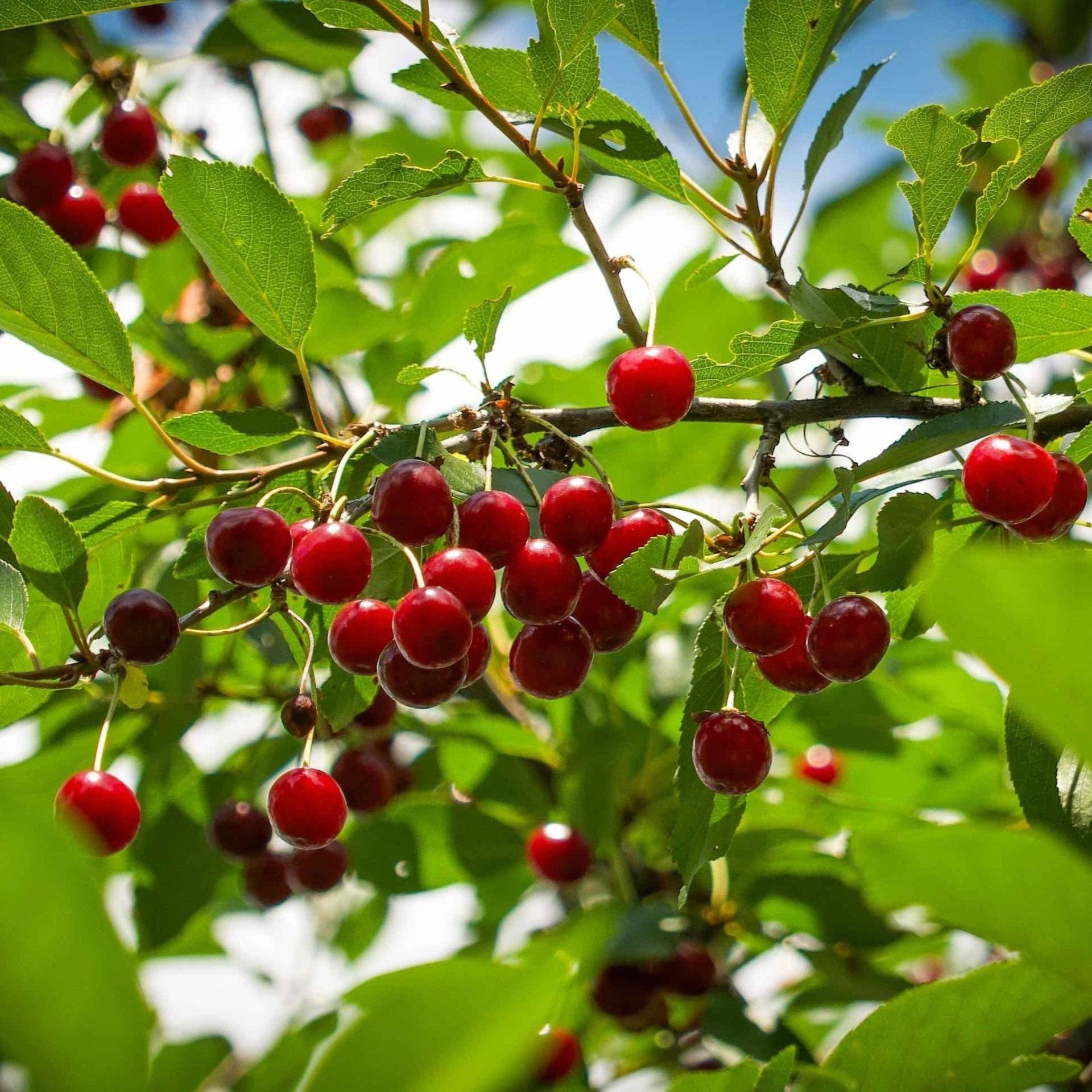 Juliet Cherry Tree