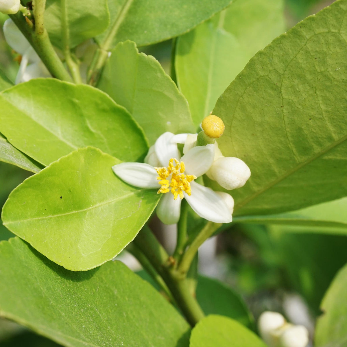 Key Limon Tree Key Lime Tree