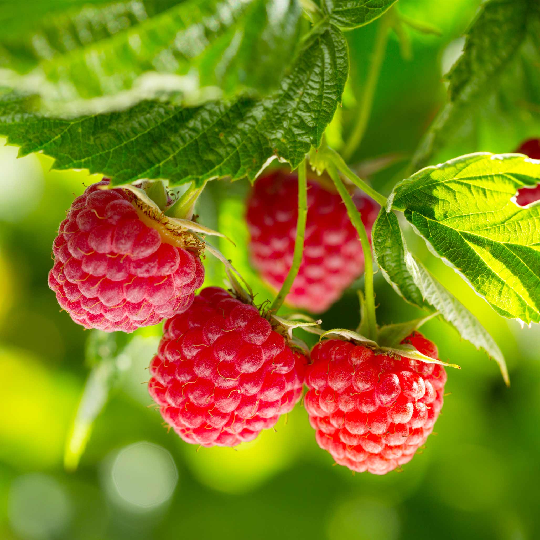 Raspberry Tree Fruit