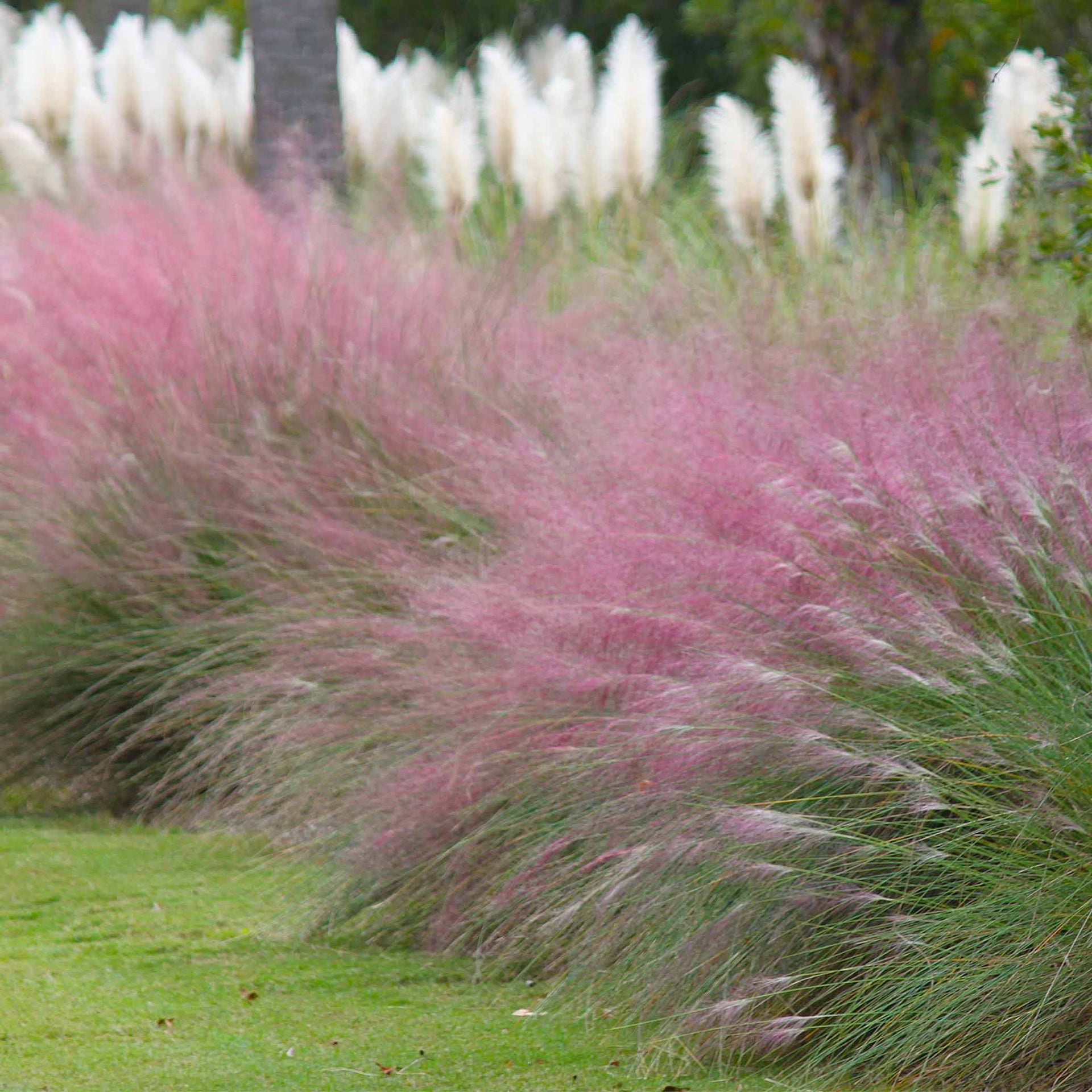 Pink Muhly Grass