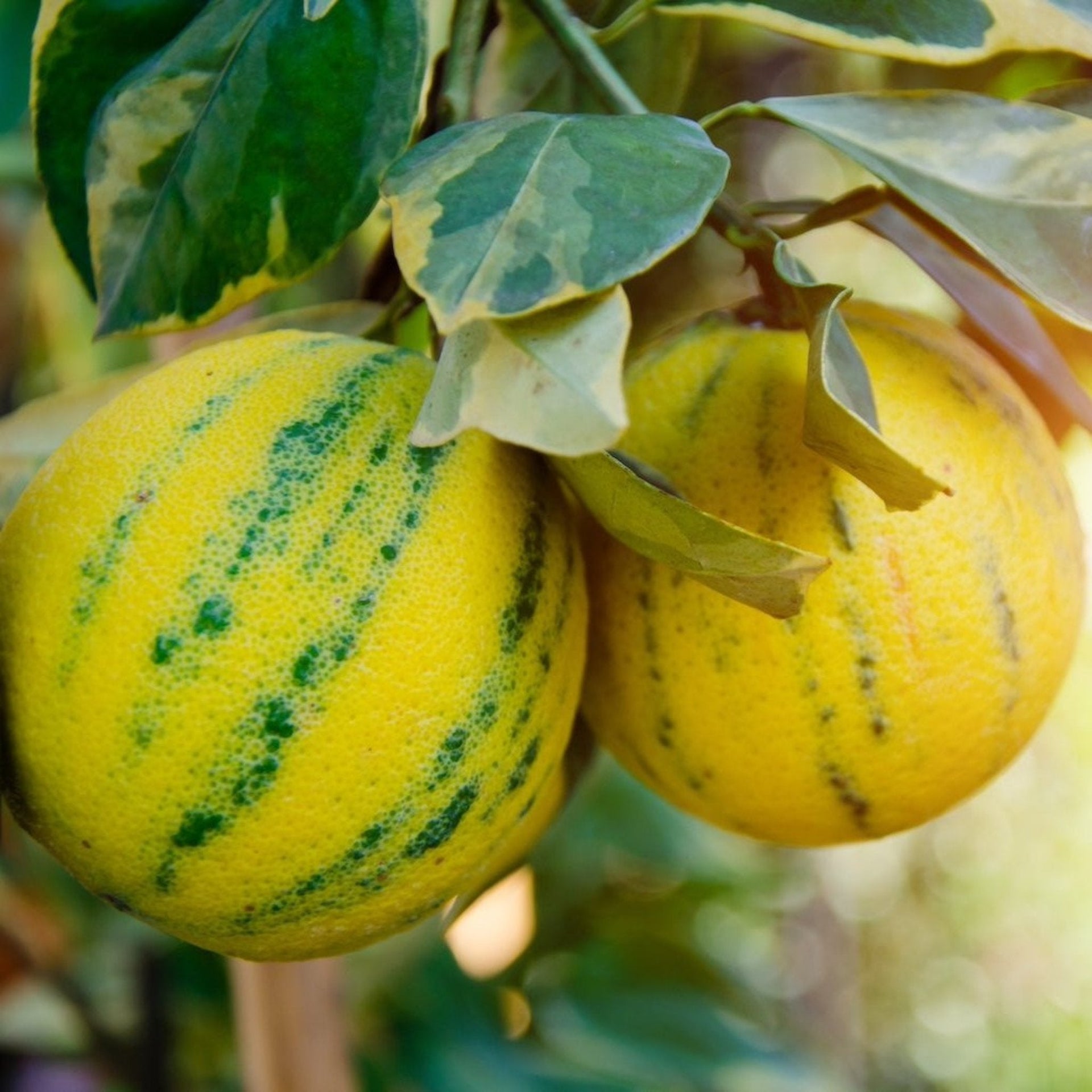 Pink Variegated Eureka Lemon Bush