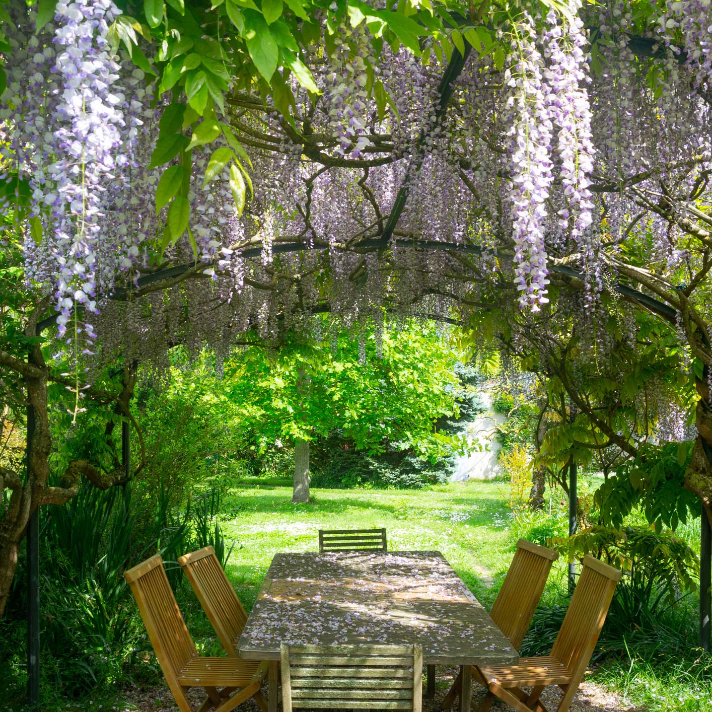 Purple Wisteria