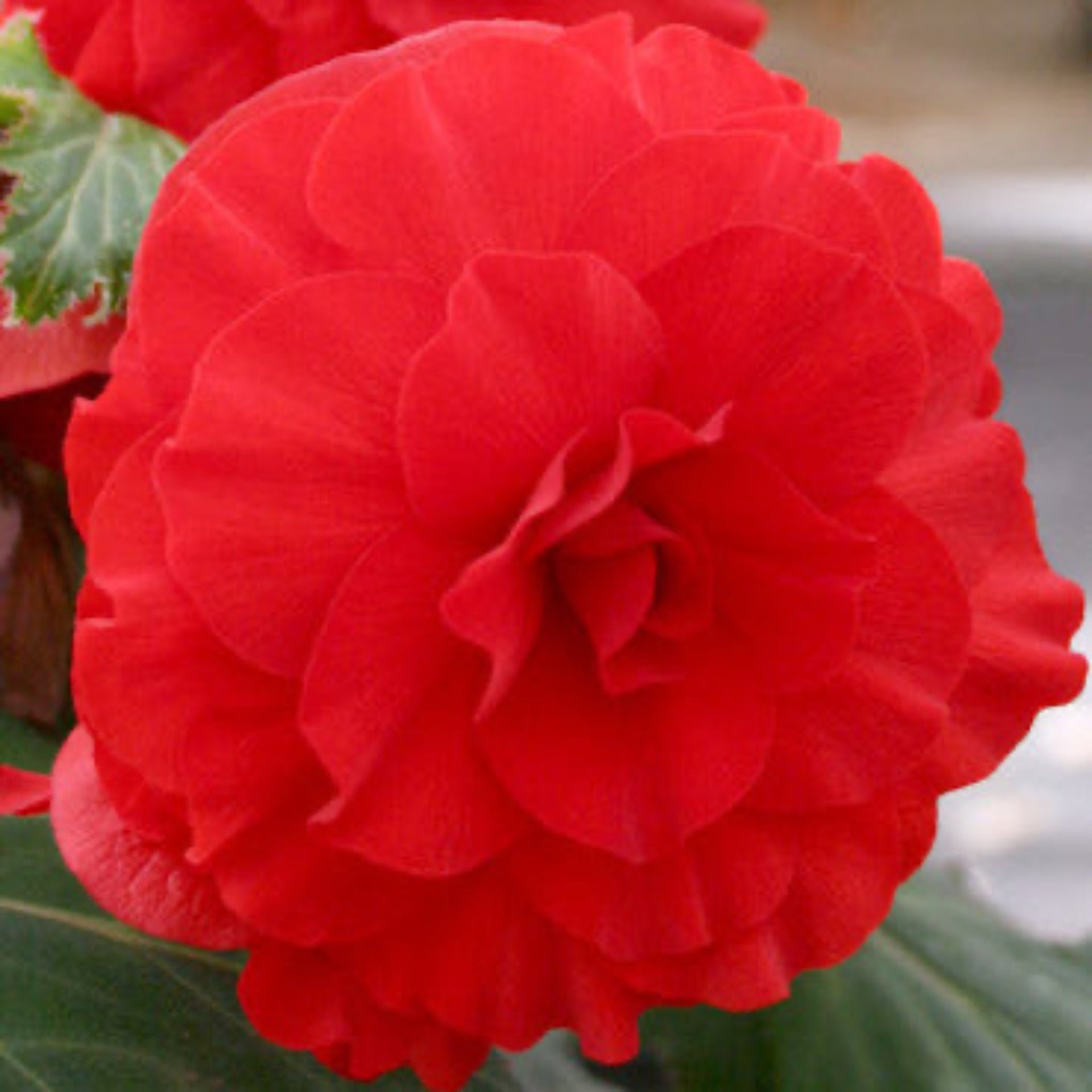 Red Double Begonia Bulbs