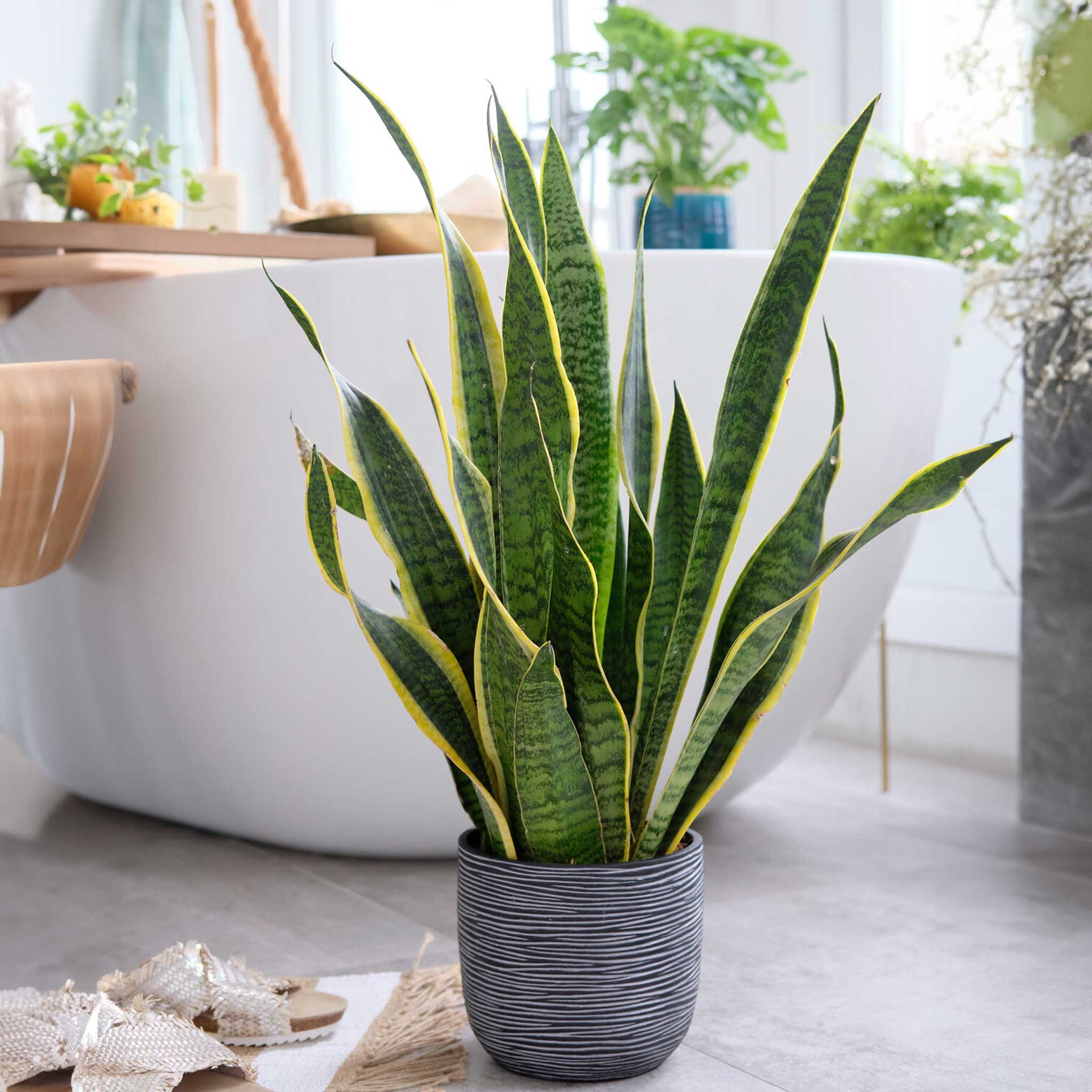 Snake Plant - Laurentii