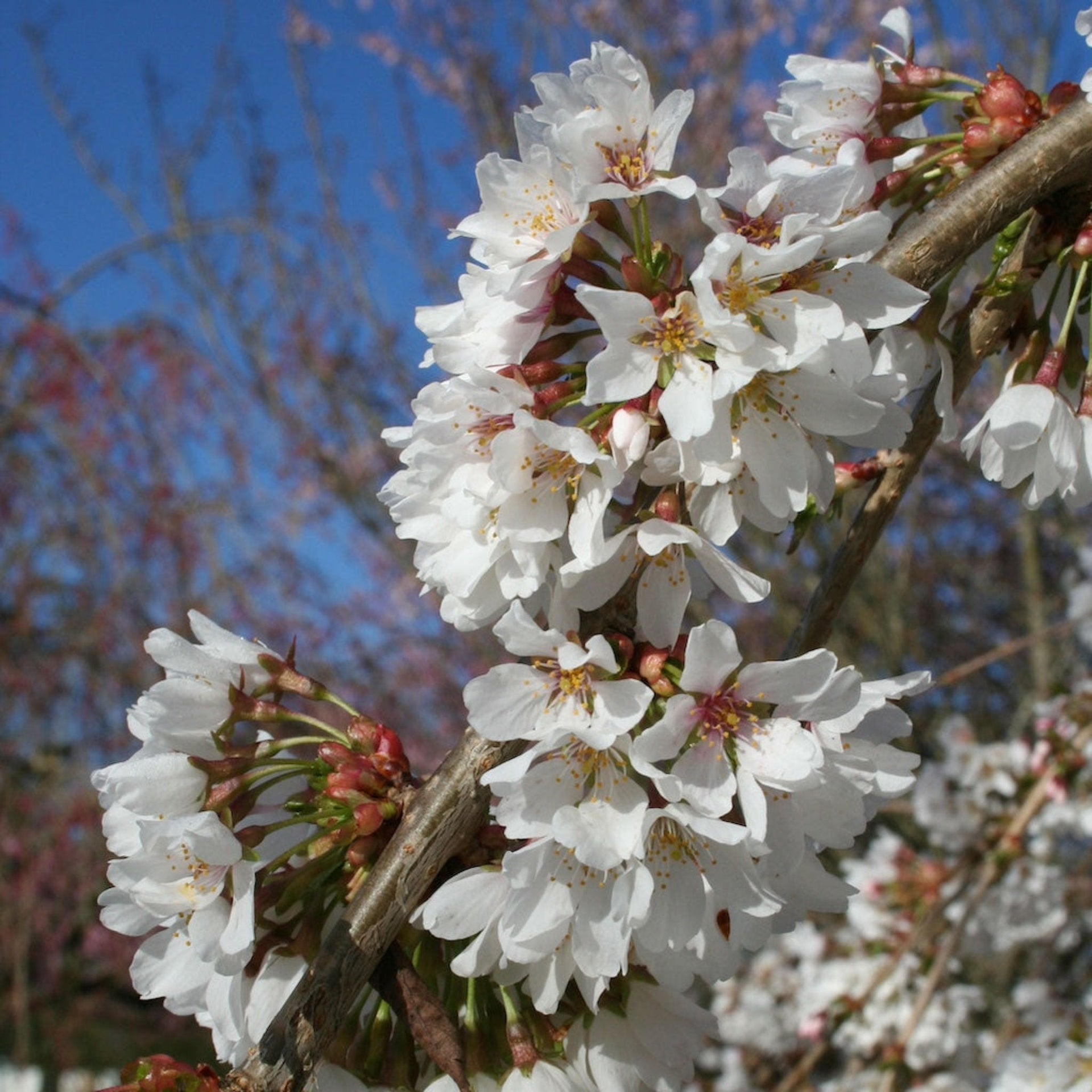 Snow Fountains® Weeping Cherry Tree