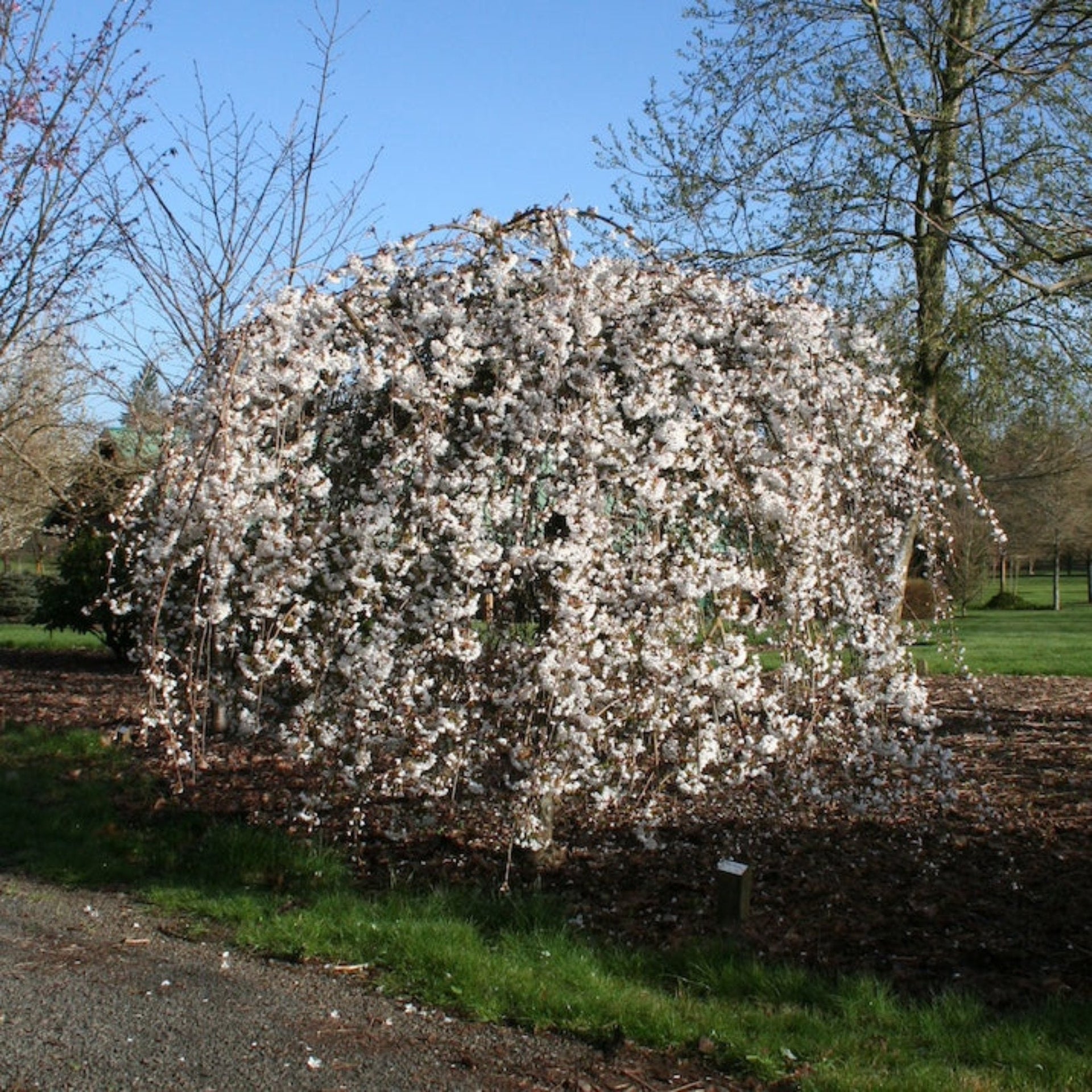 Snow Fountains® Weeping Cherry Tree