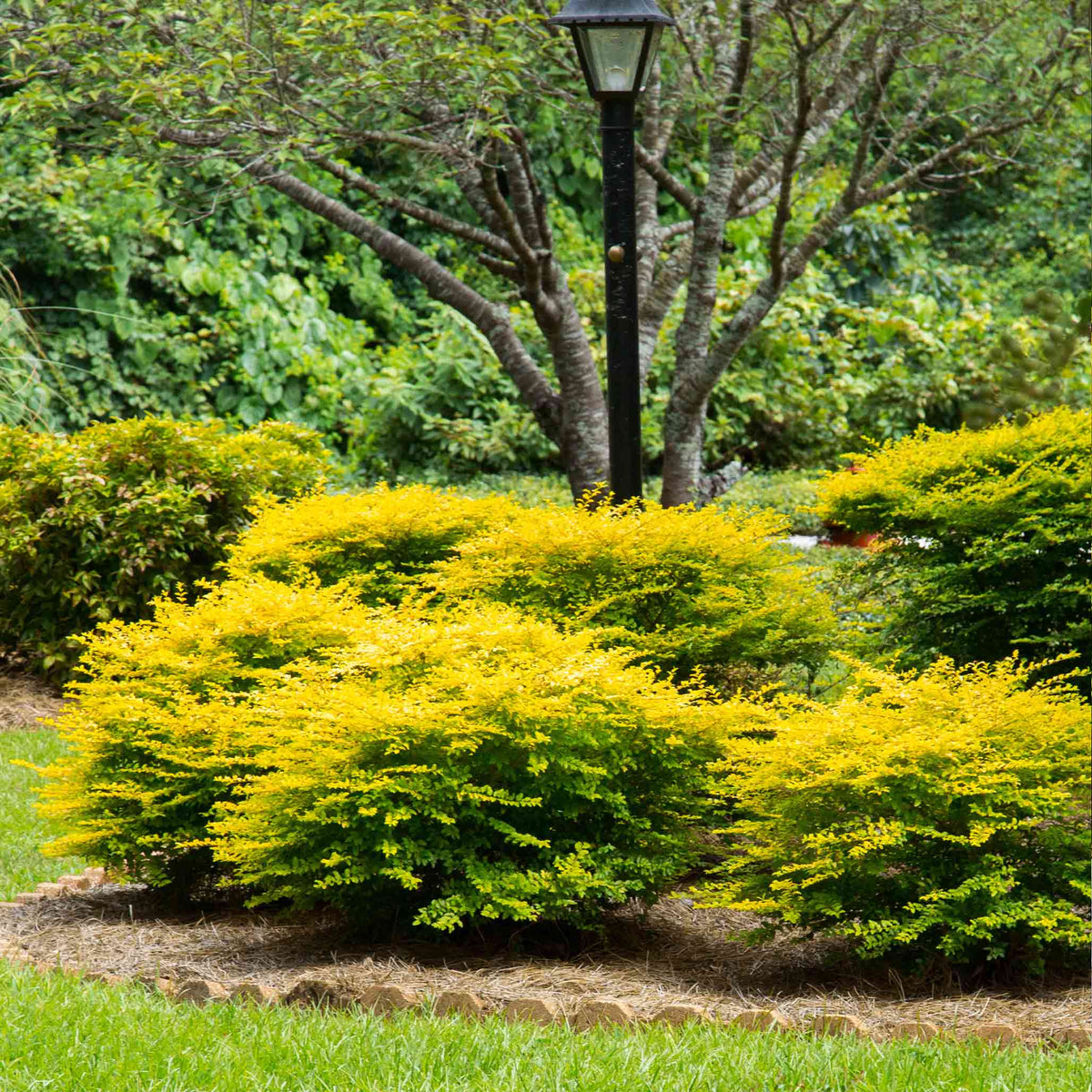 Ligustrum Sunshine Privet Sunshine (Ligustrum Sinense 'Sunshine'