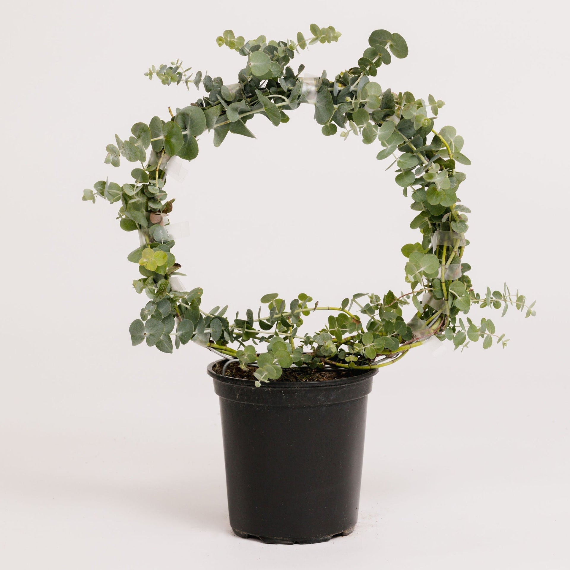 Eucalyptus Wreath