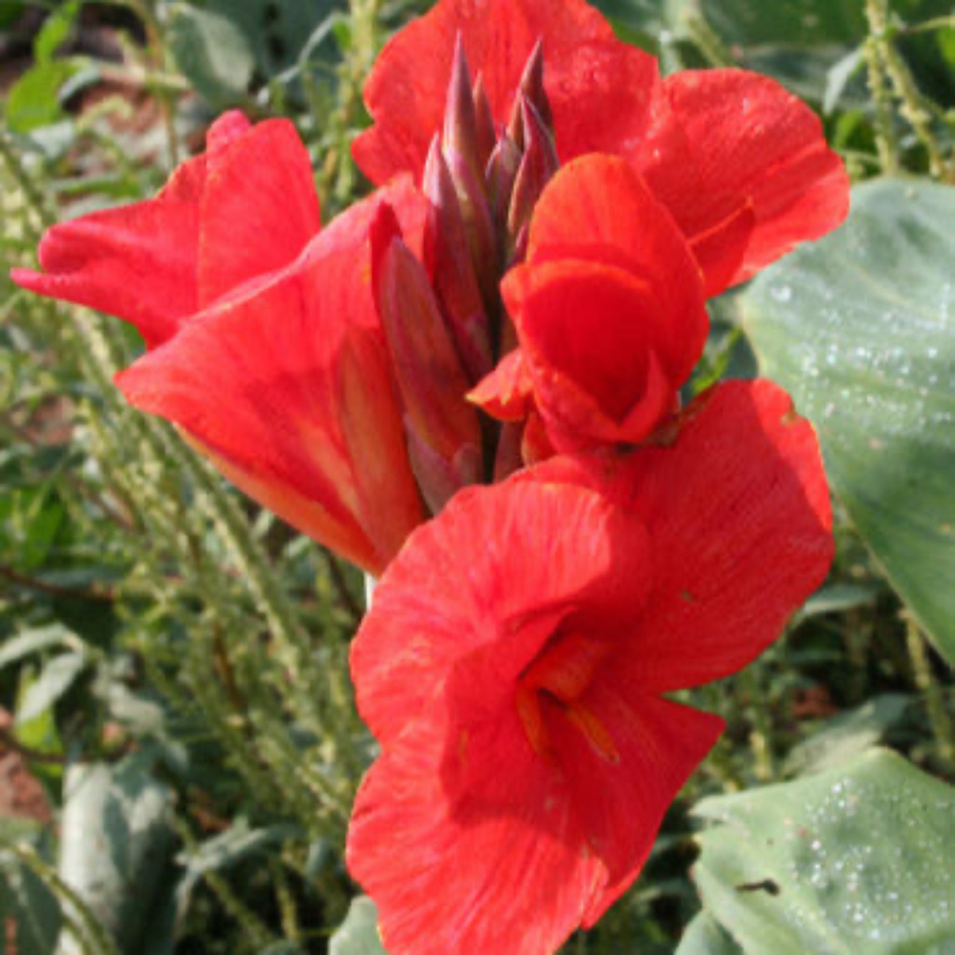 The President Canna Lily Bulbs