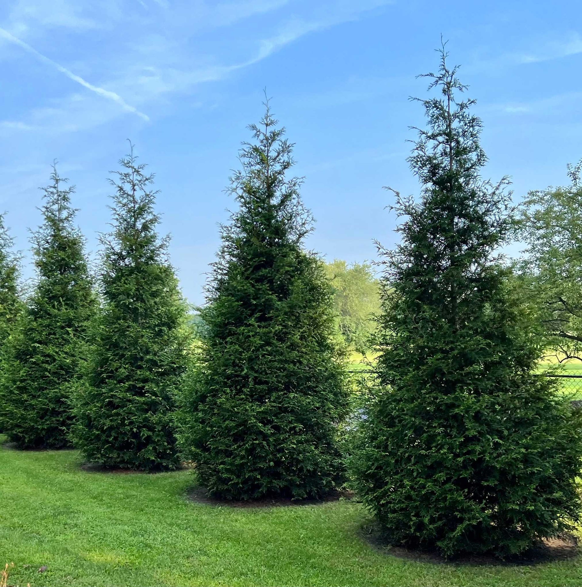Thuja Green Giant Growth Green Giant Arborvitae Thuja 'Green Giant'