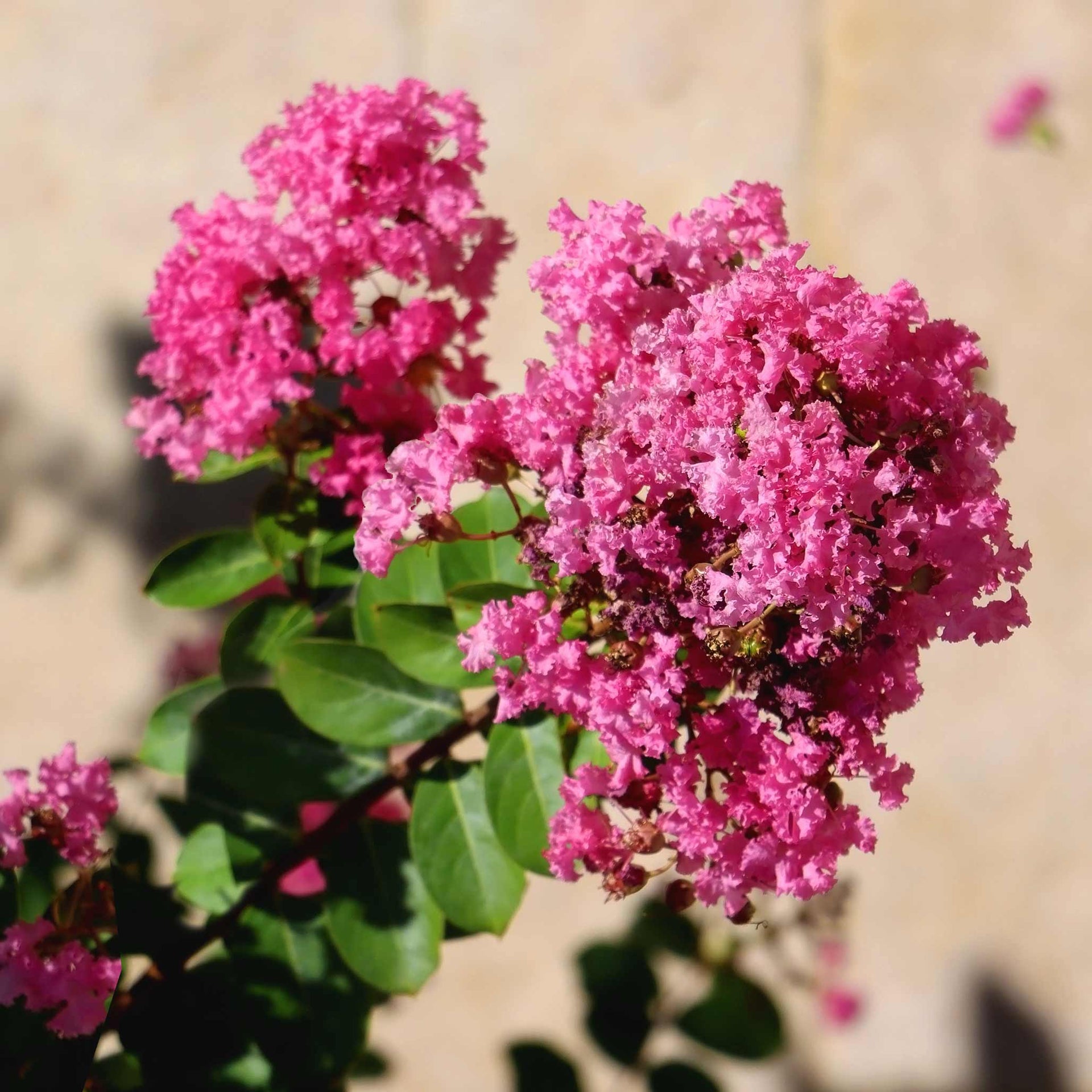 Tuscarora Crapemyrtle