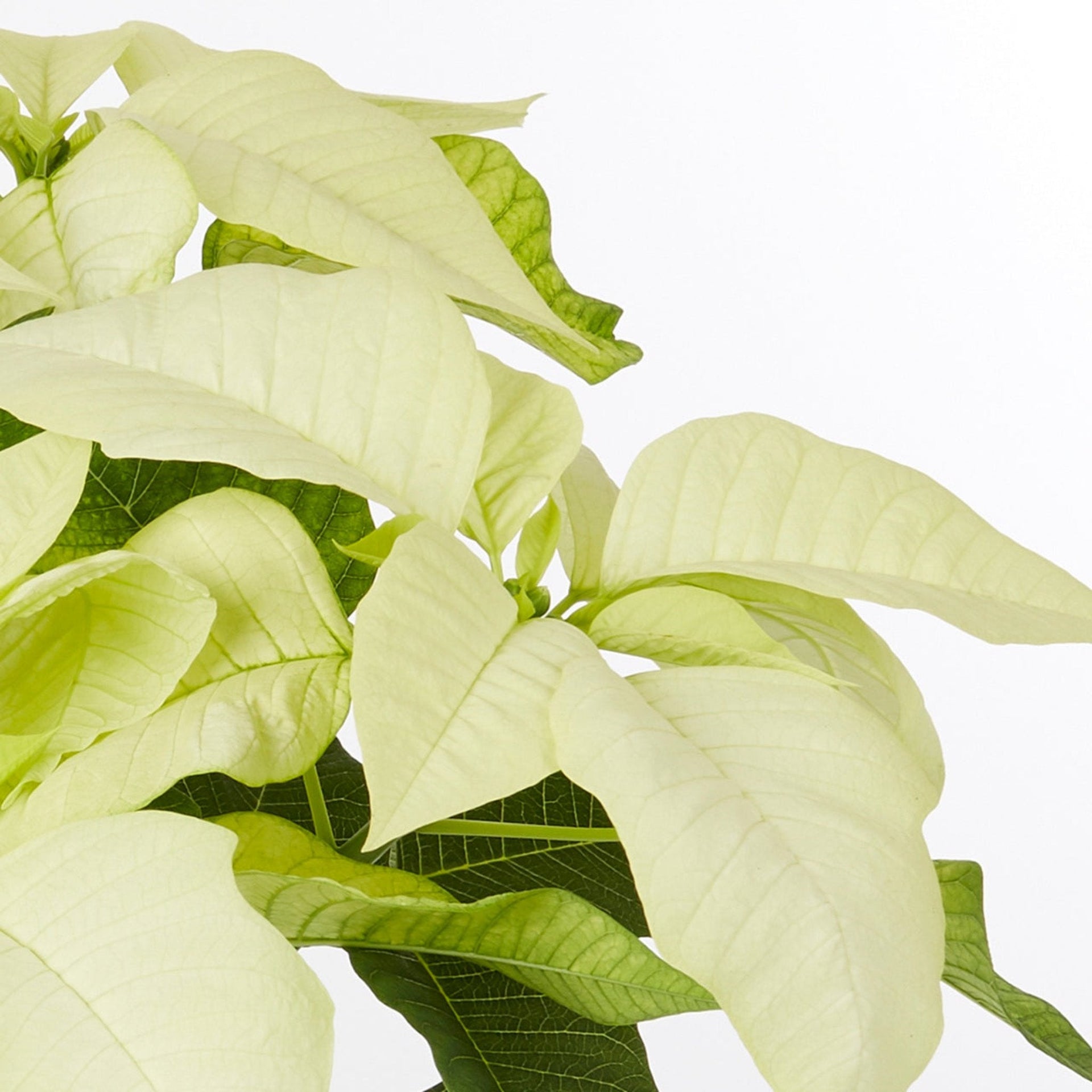 White Holiday Poinsettia (3-Pack)