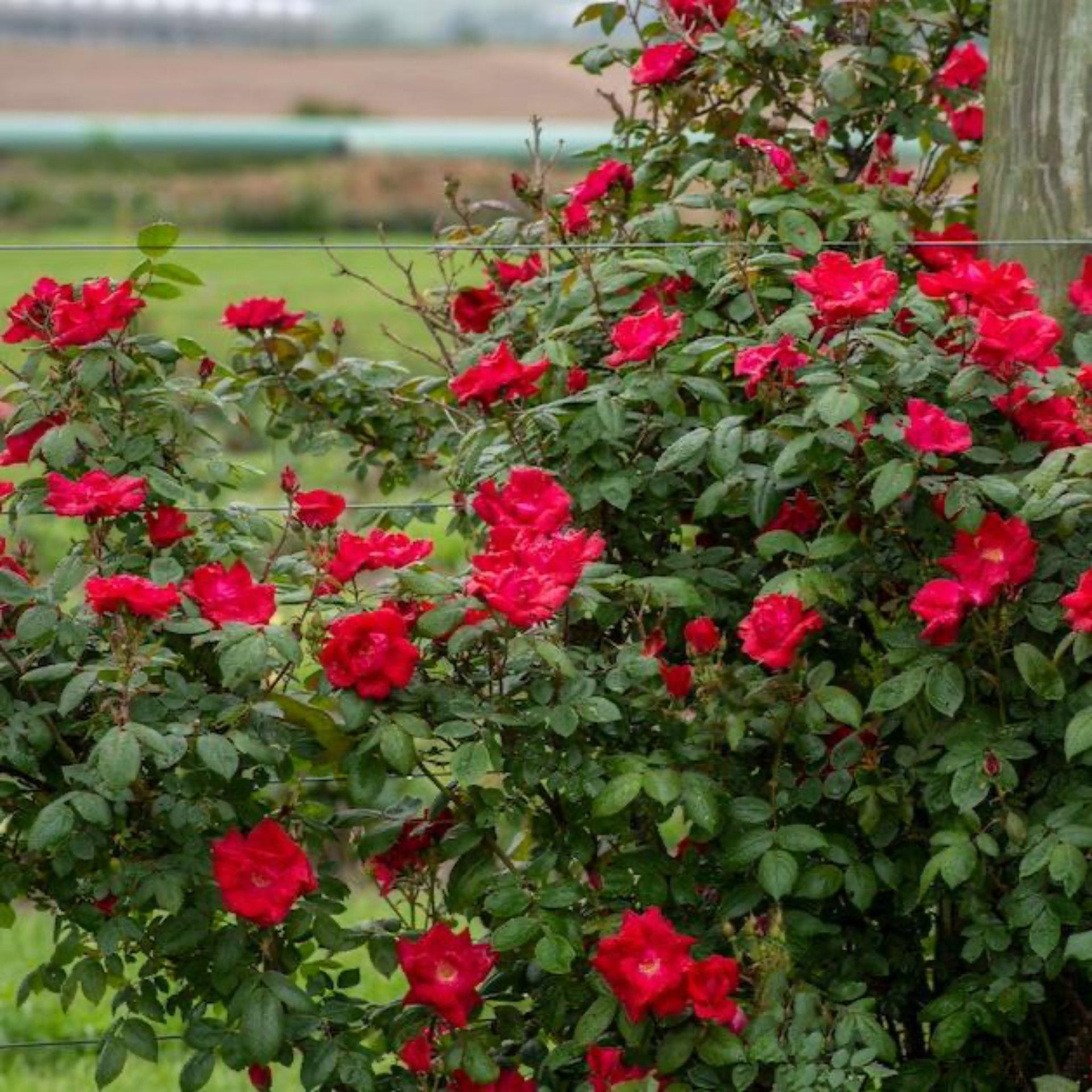 Winner's Circle™ Climbing Rose