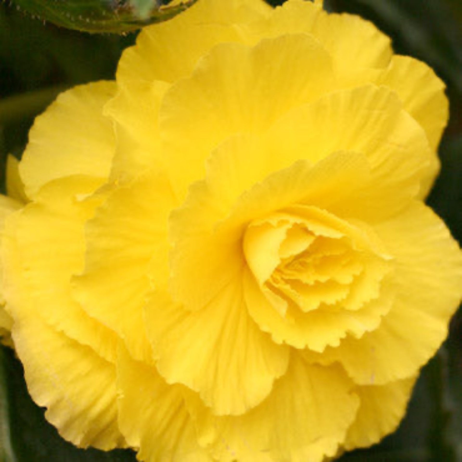 Yellow Double Begonia Bulbs