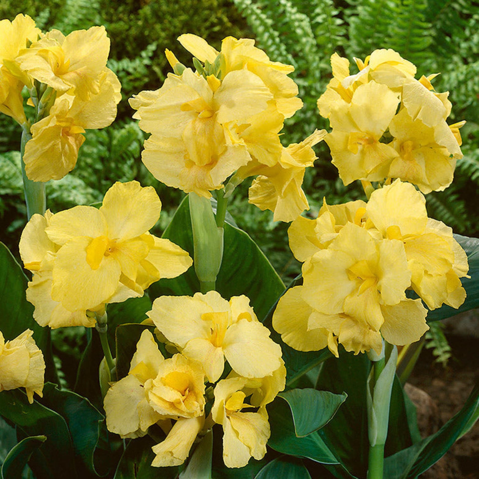 Yellow Futurity Canna Lily Bulbs