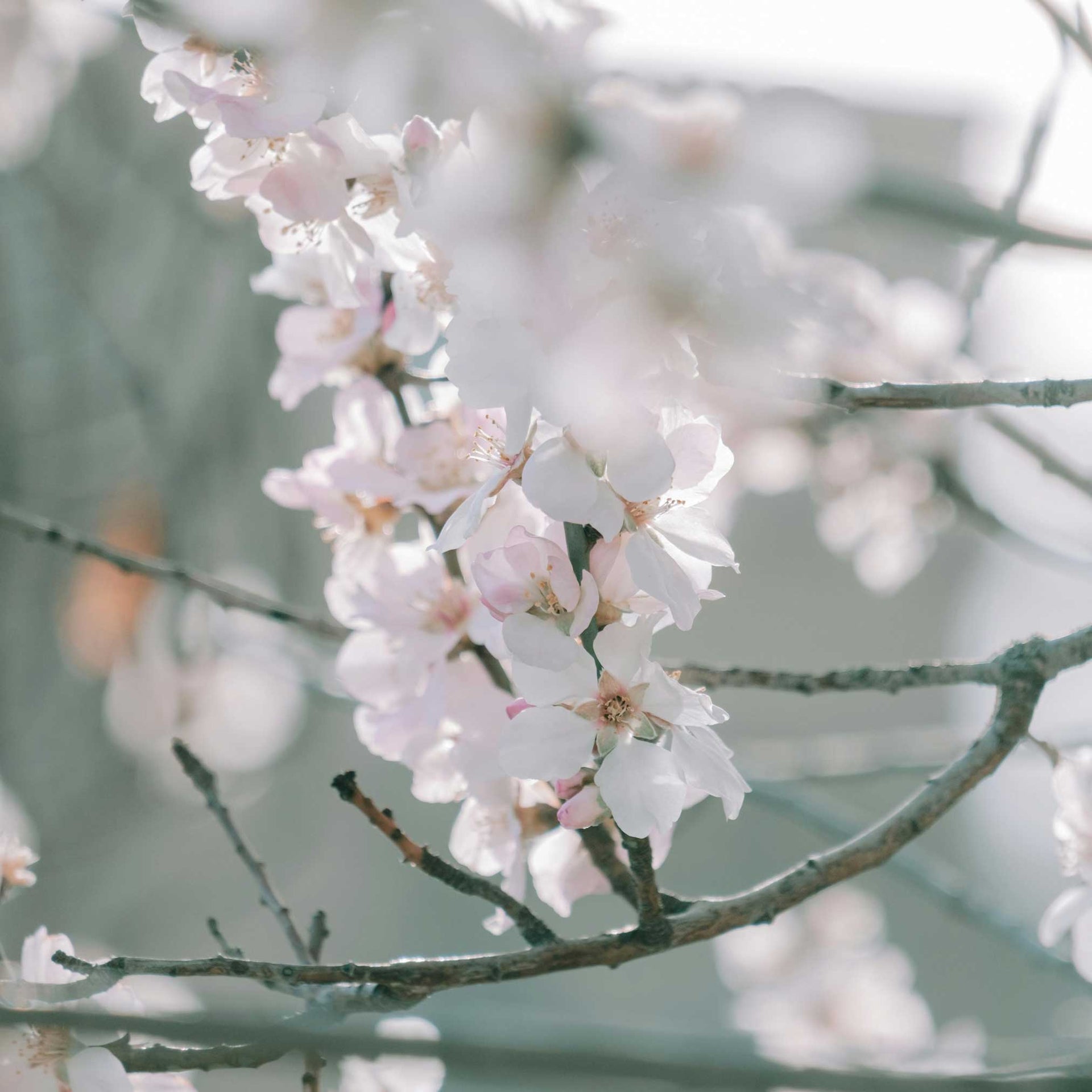 Yoshino Flowering Cherry Tree