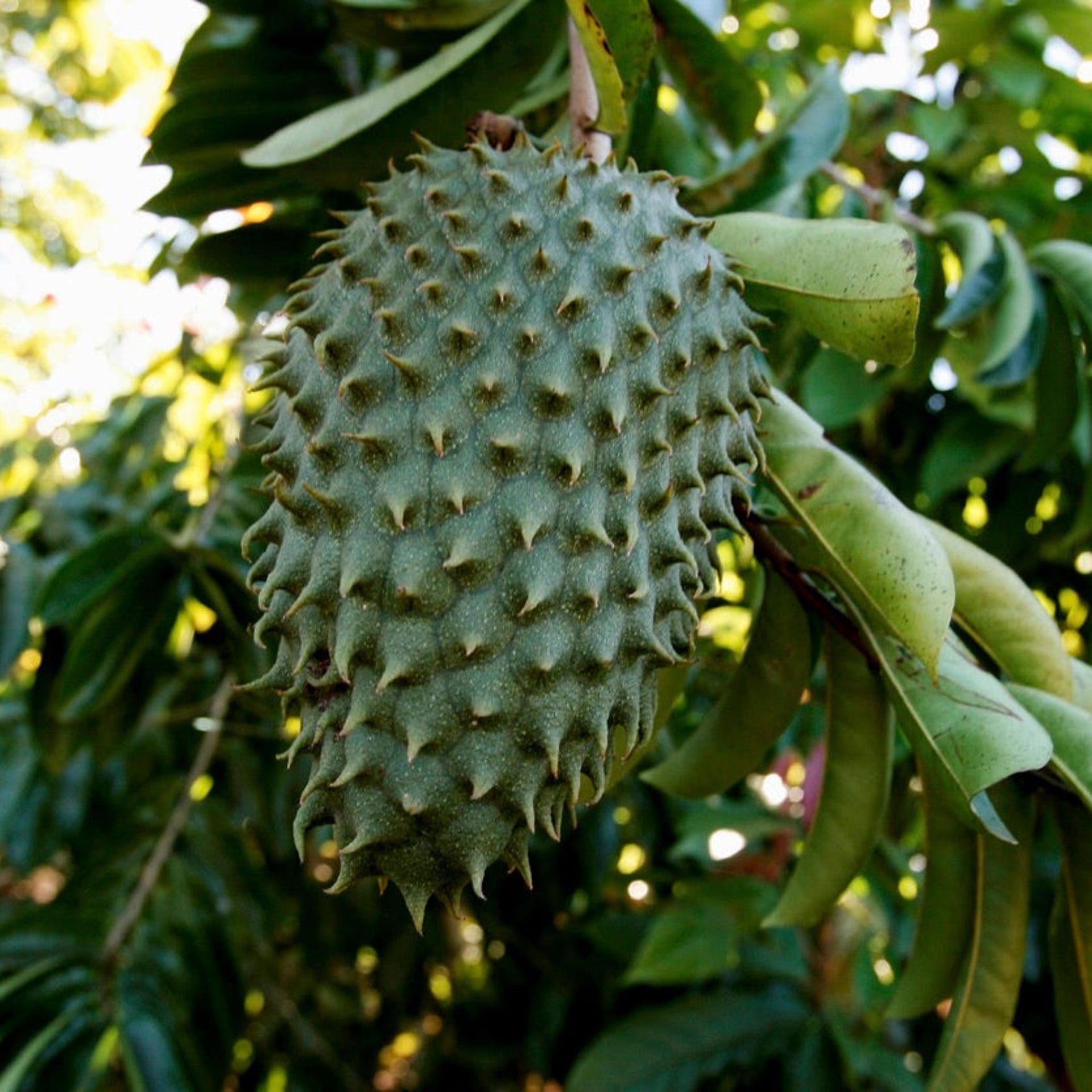 Soursop (Guanabana)