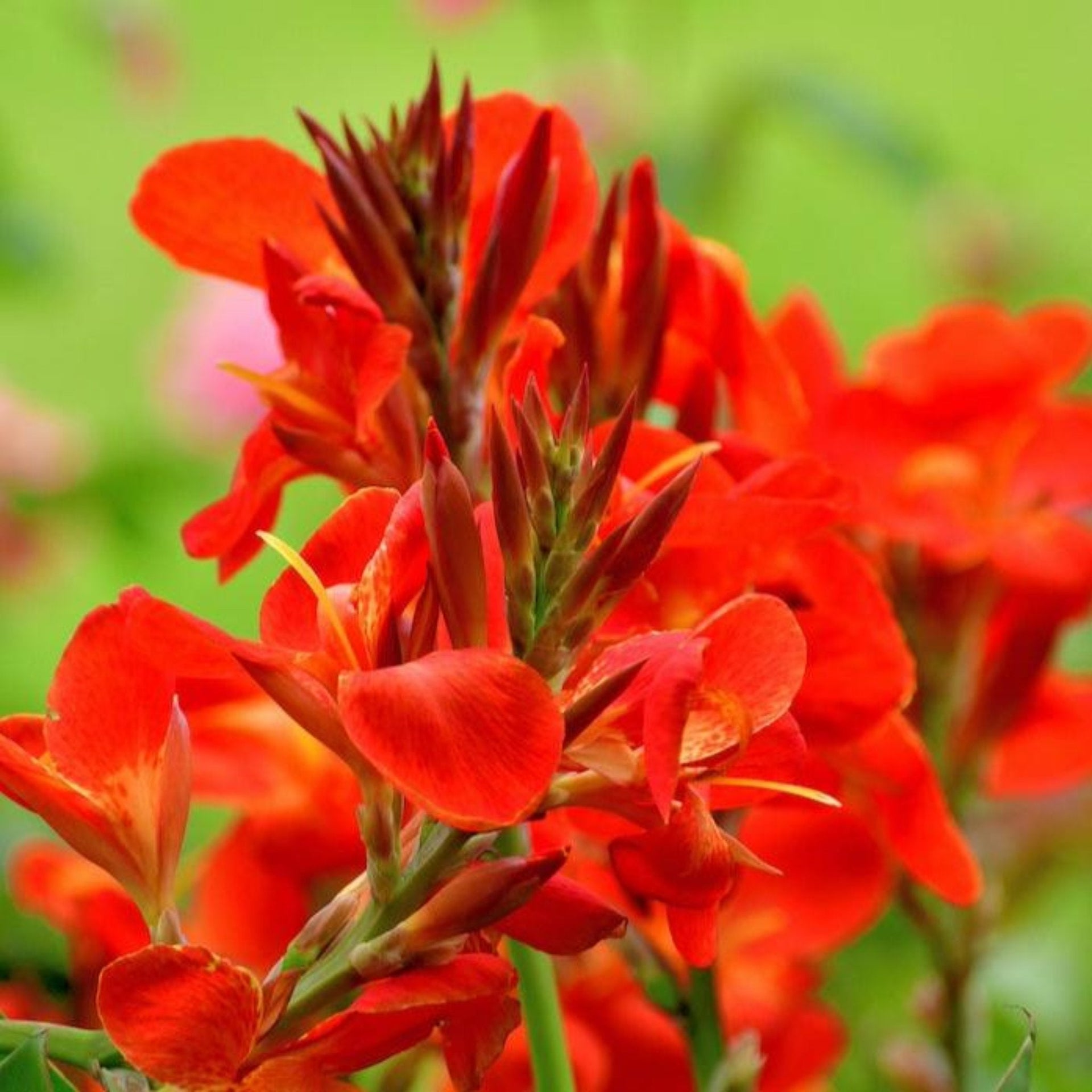 Toucan® Scarlet Canna Lily