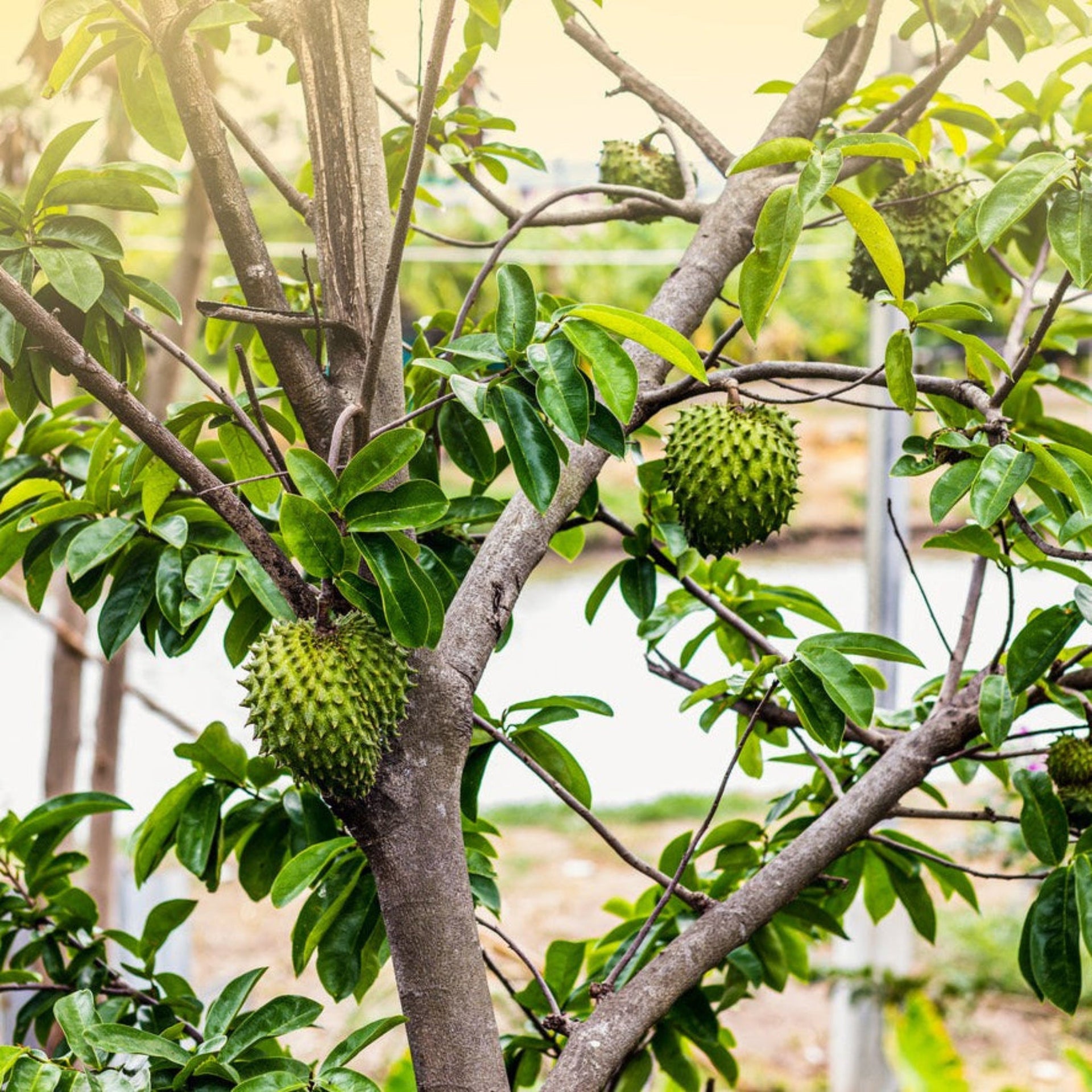 Soursop (Guanabana)