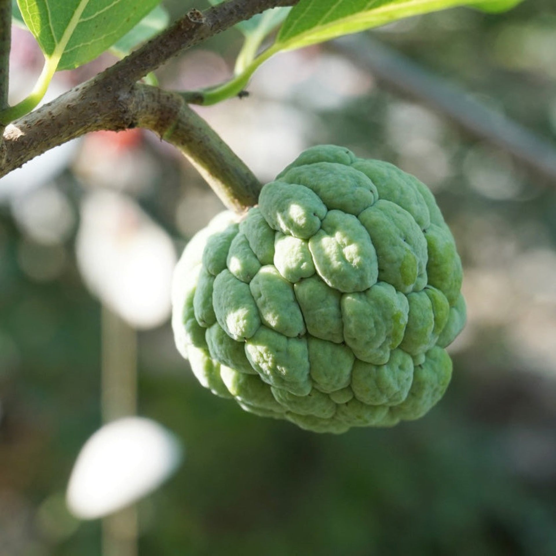 Sugar Apple Tree