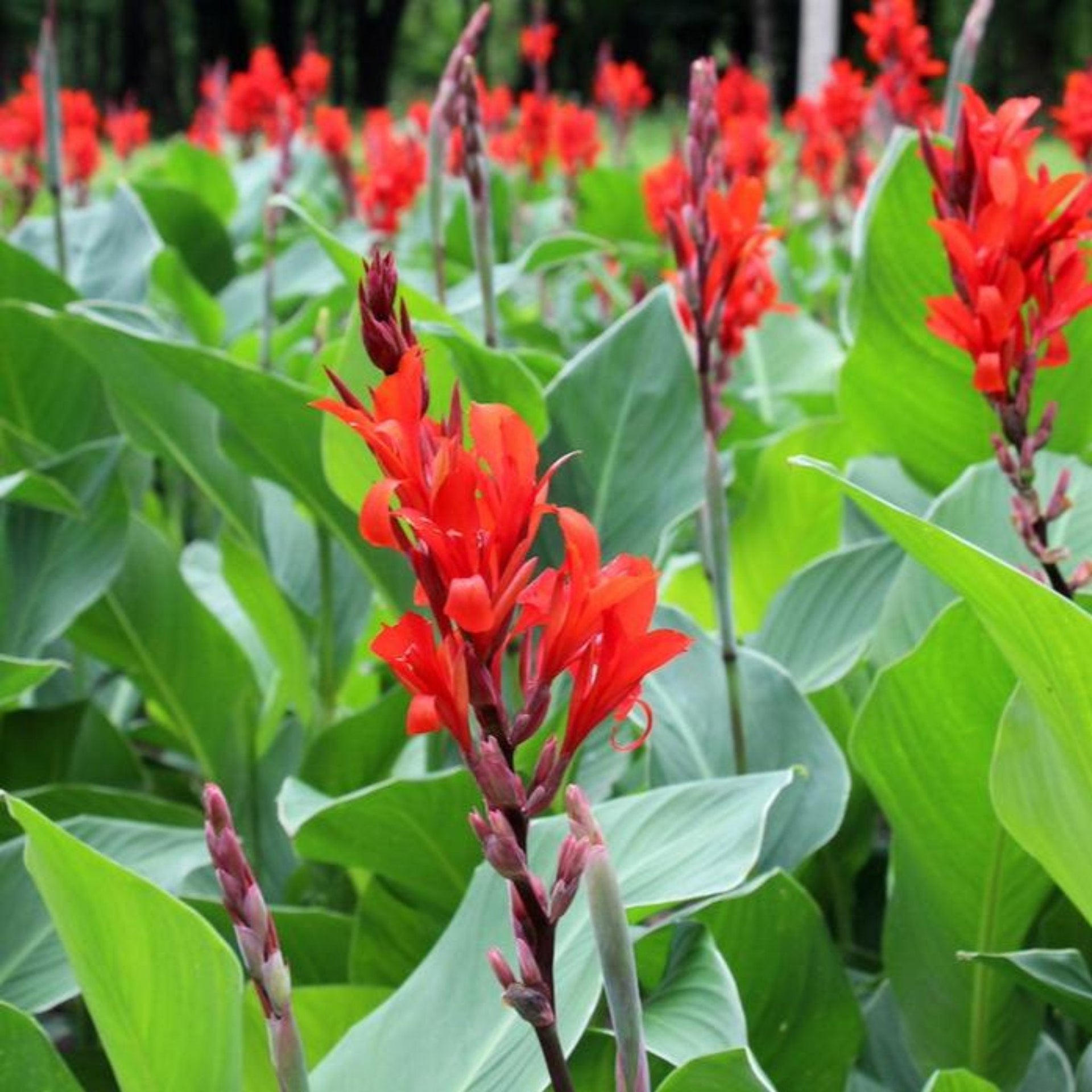 Toucan® Scarlet Canna Lily