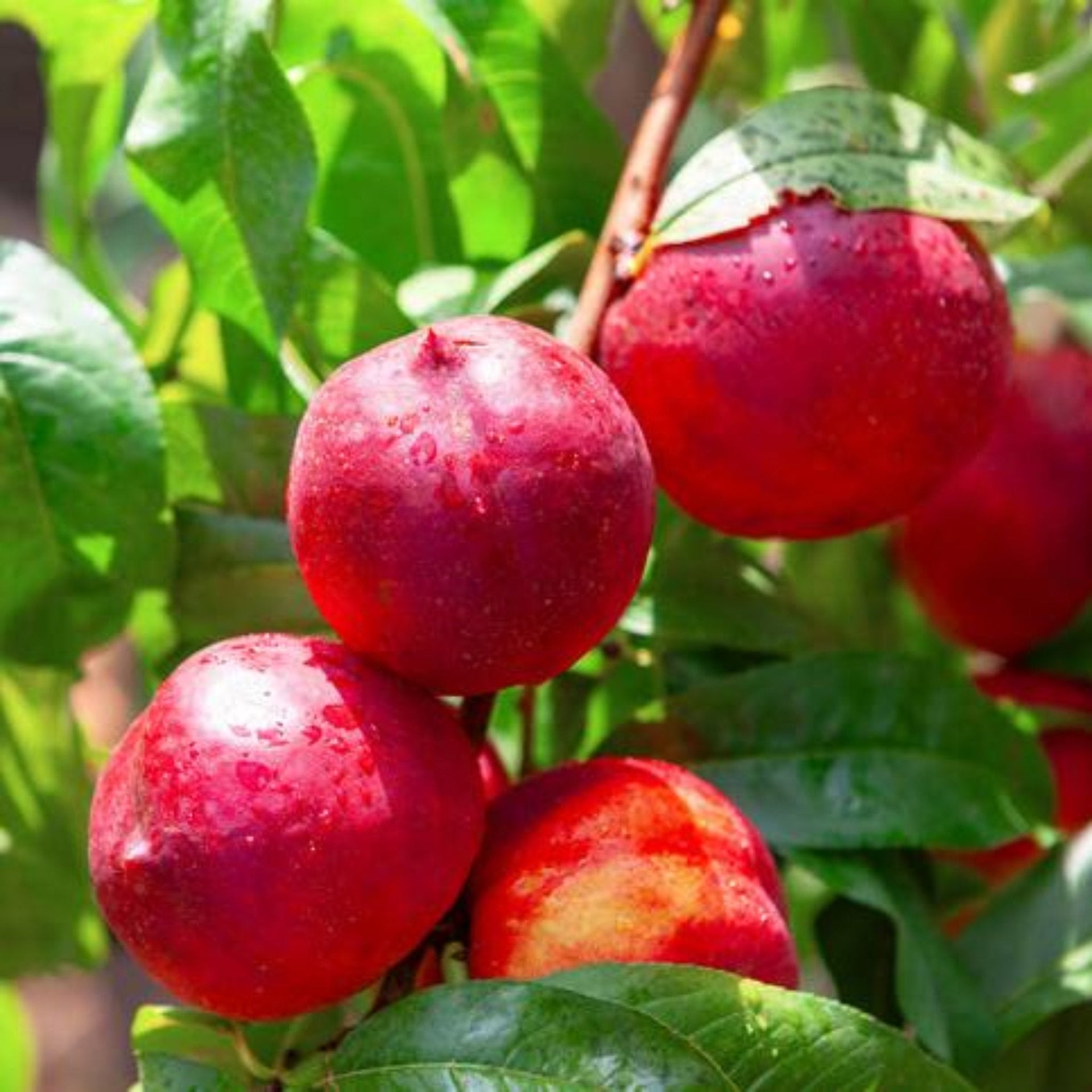 Hardired Nectarine Tree