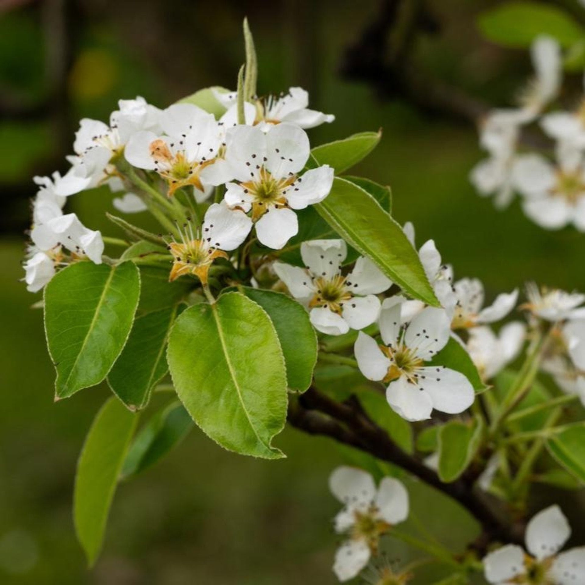 D'Anjou Pear Tree