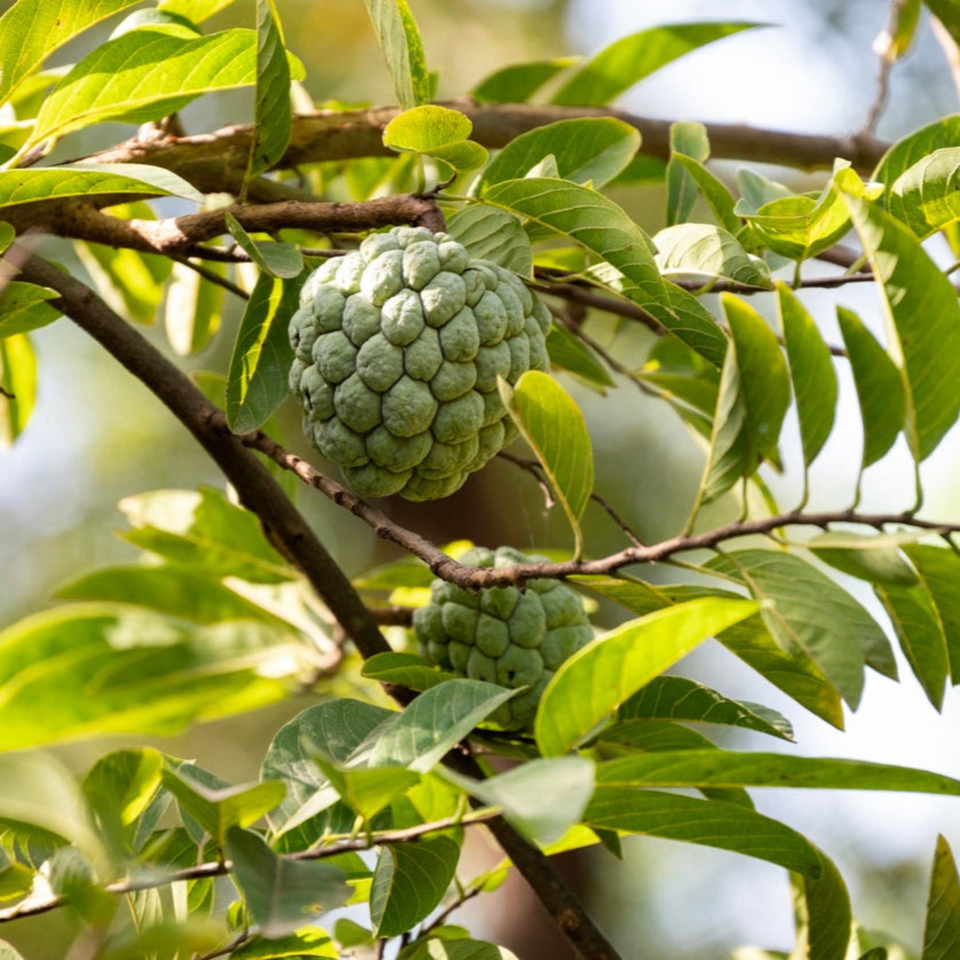 Sugar Apple Tree