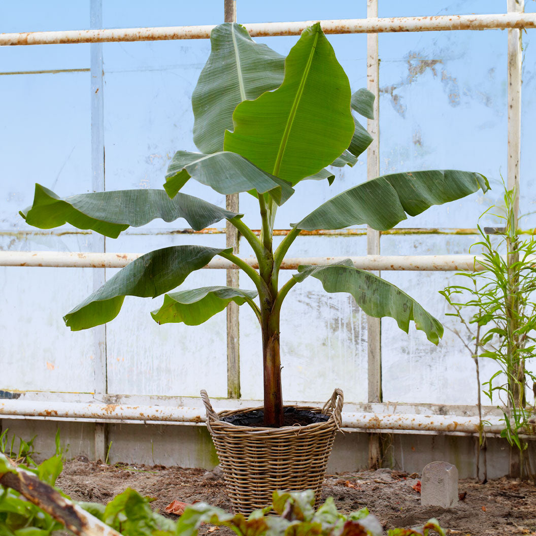 Ice Cream Banana Tree