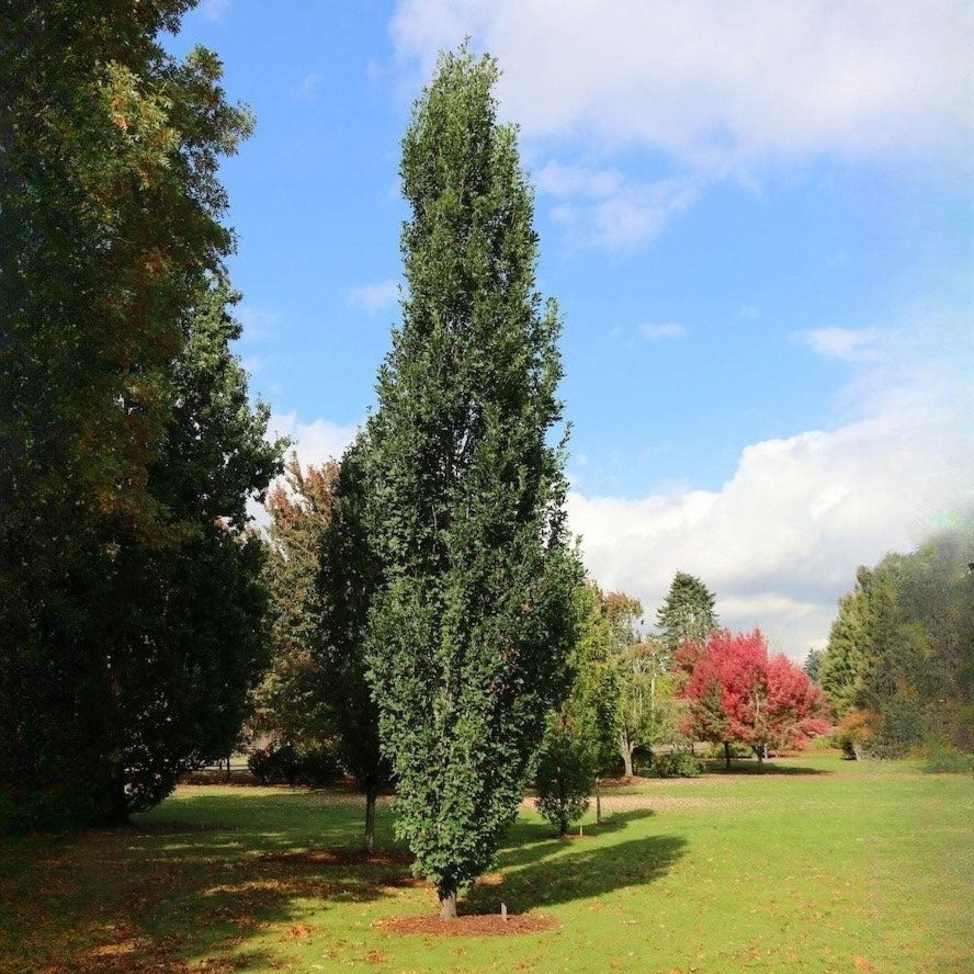 Skinny Genes® Columnar Oak Tree