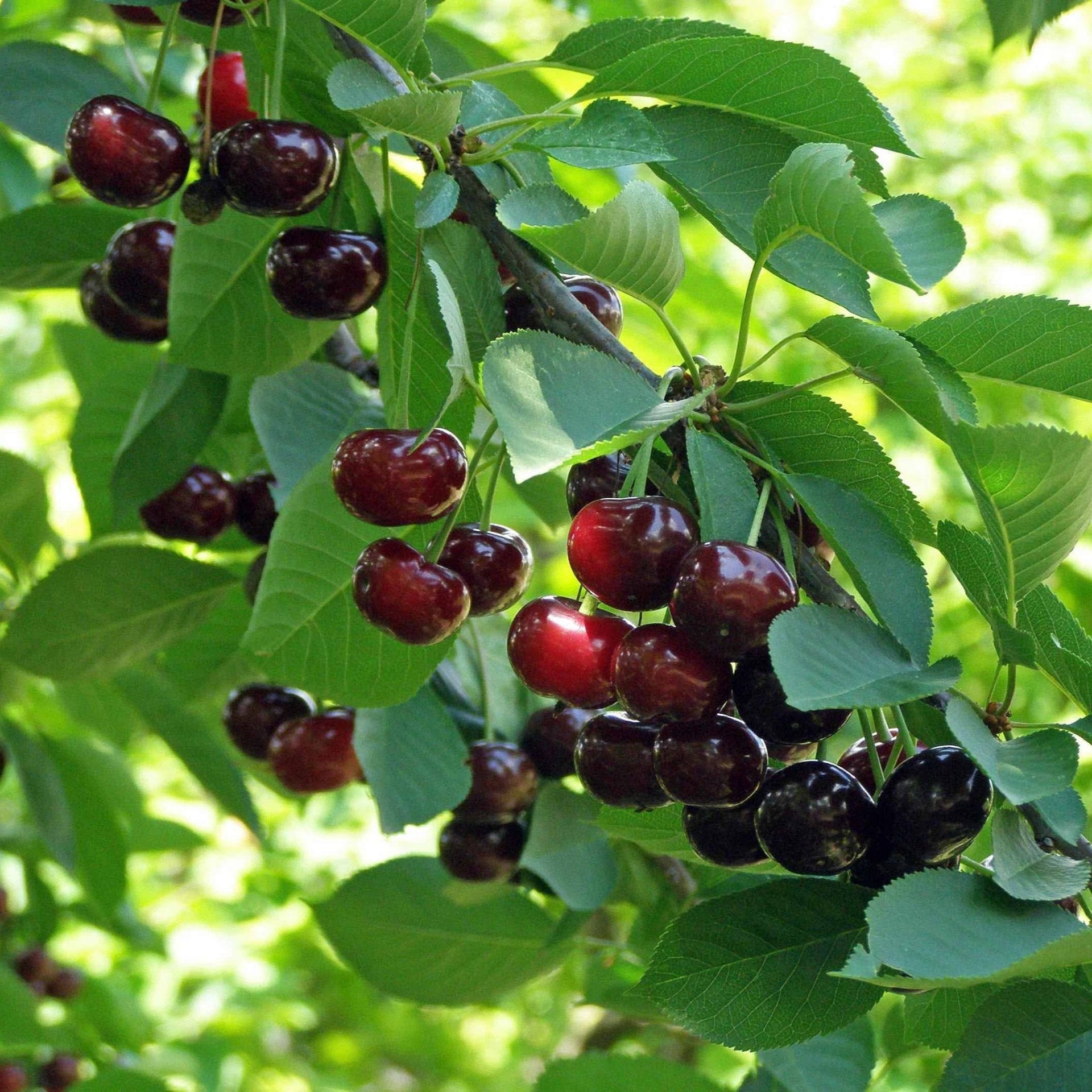 Romeo Cherry Tree