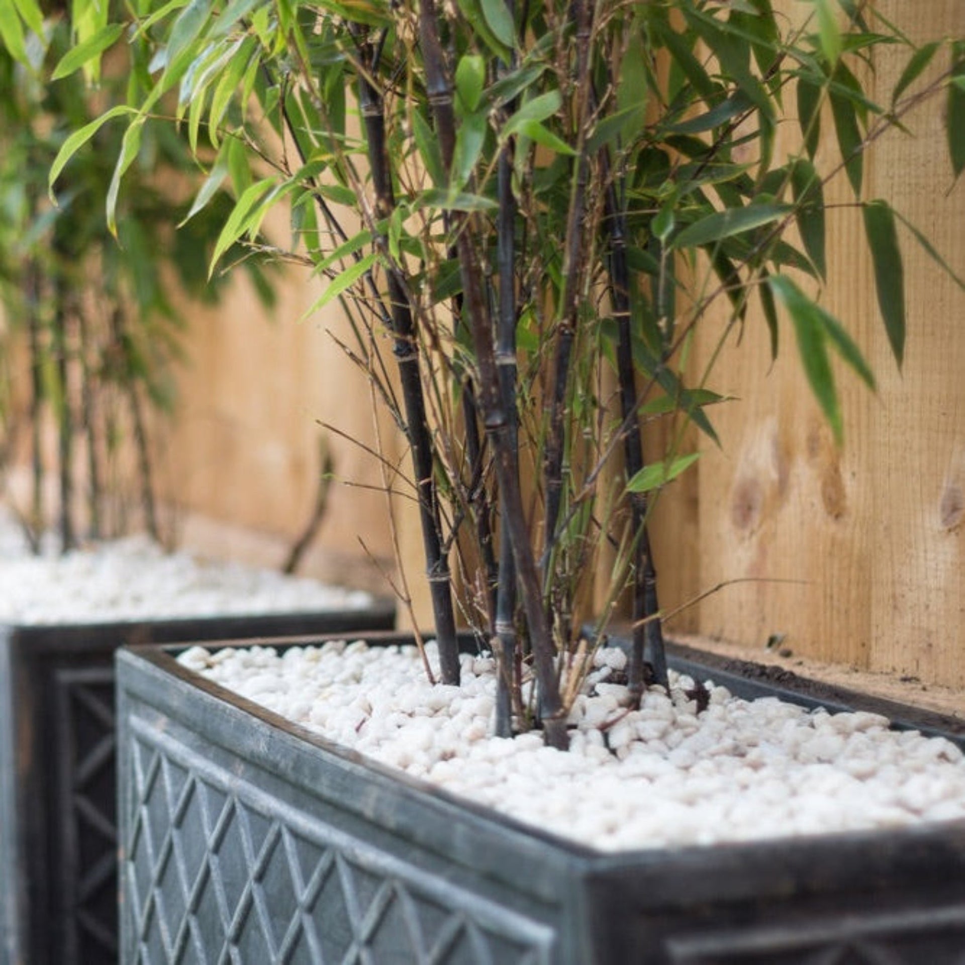 Black Bamboo