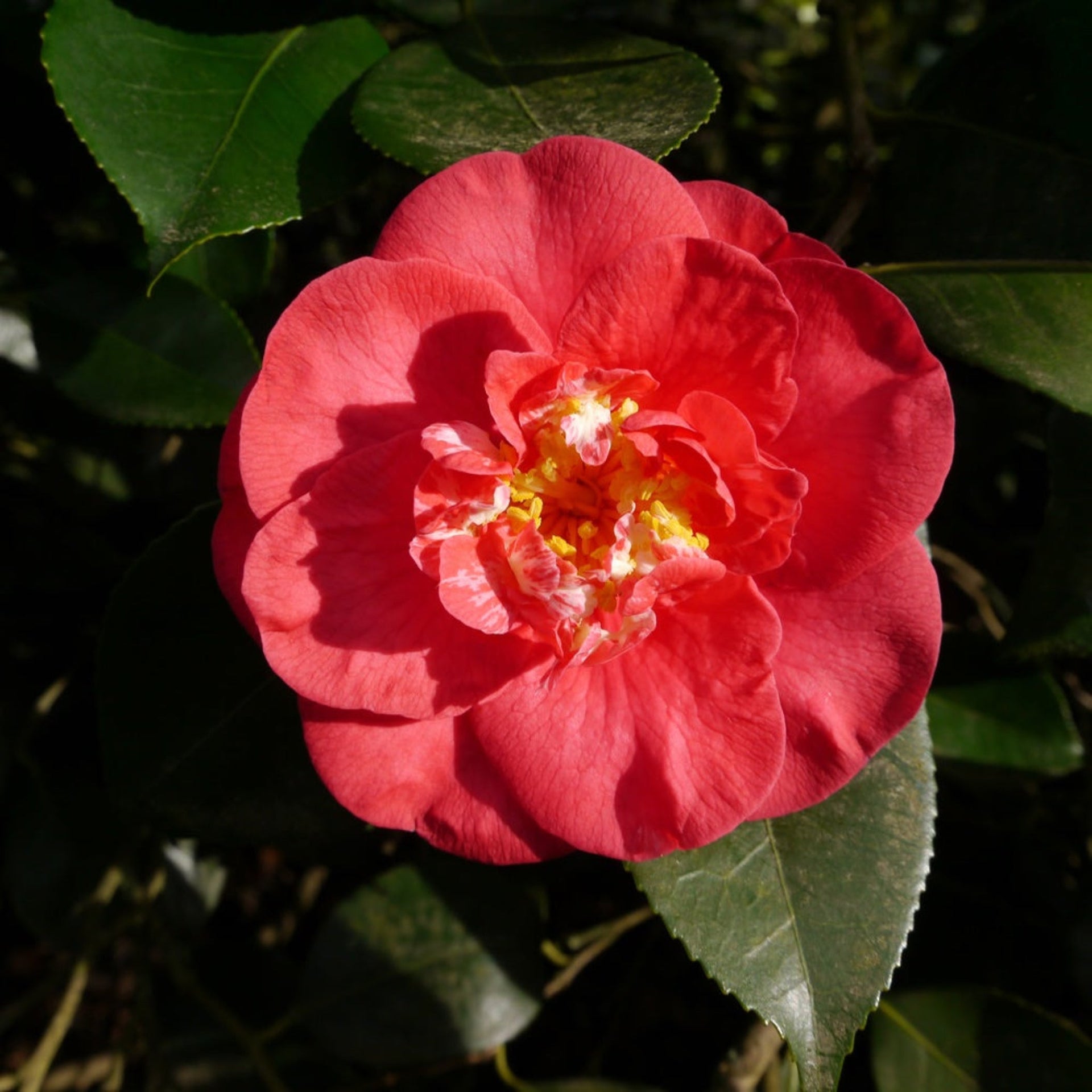 R.L. Wheeler Camellia